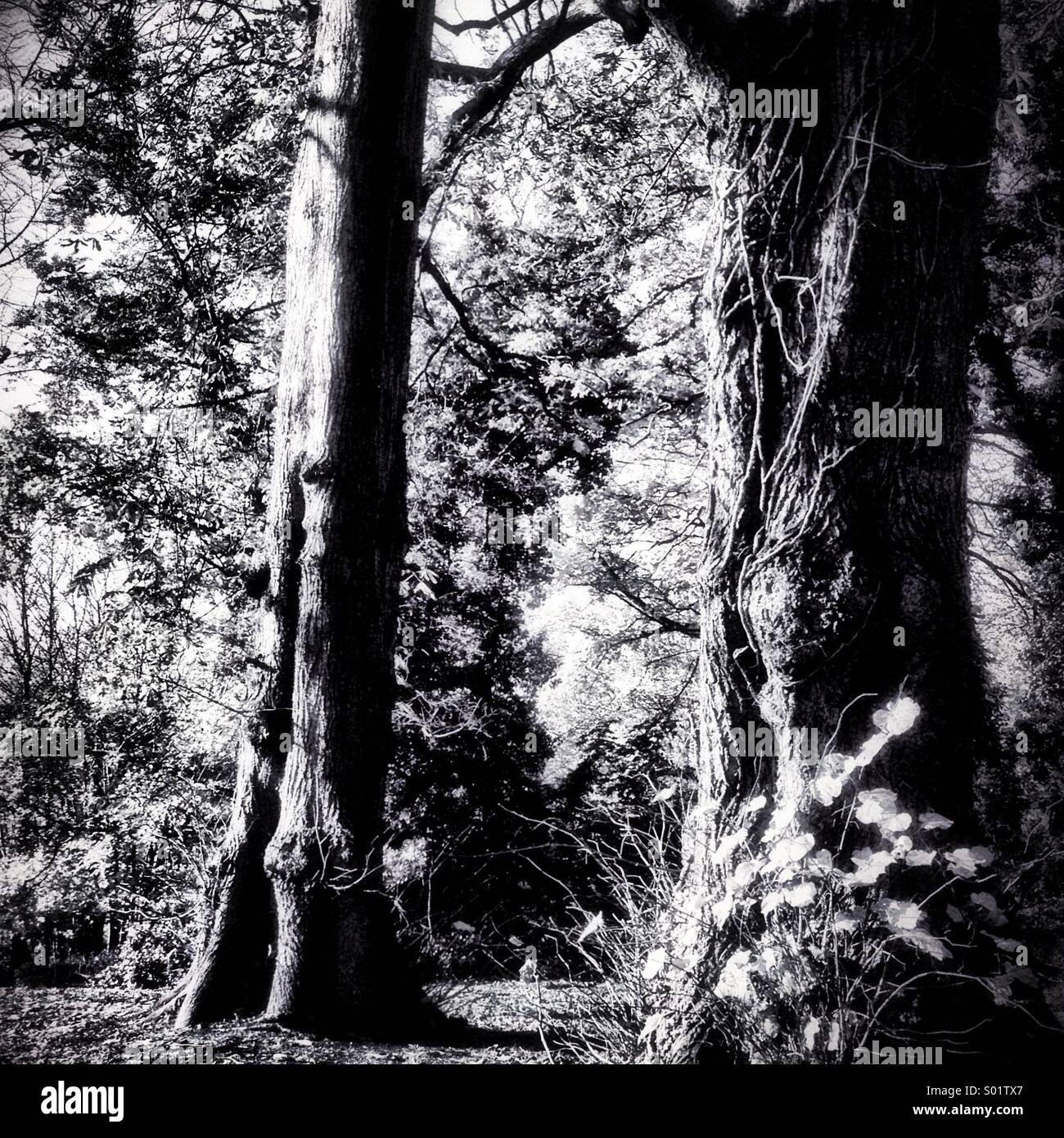 Portrait d'arbres en noir et blanc. Banque D'Images