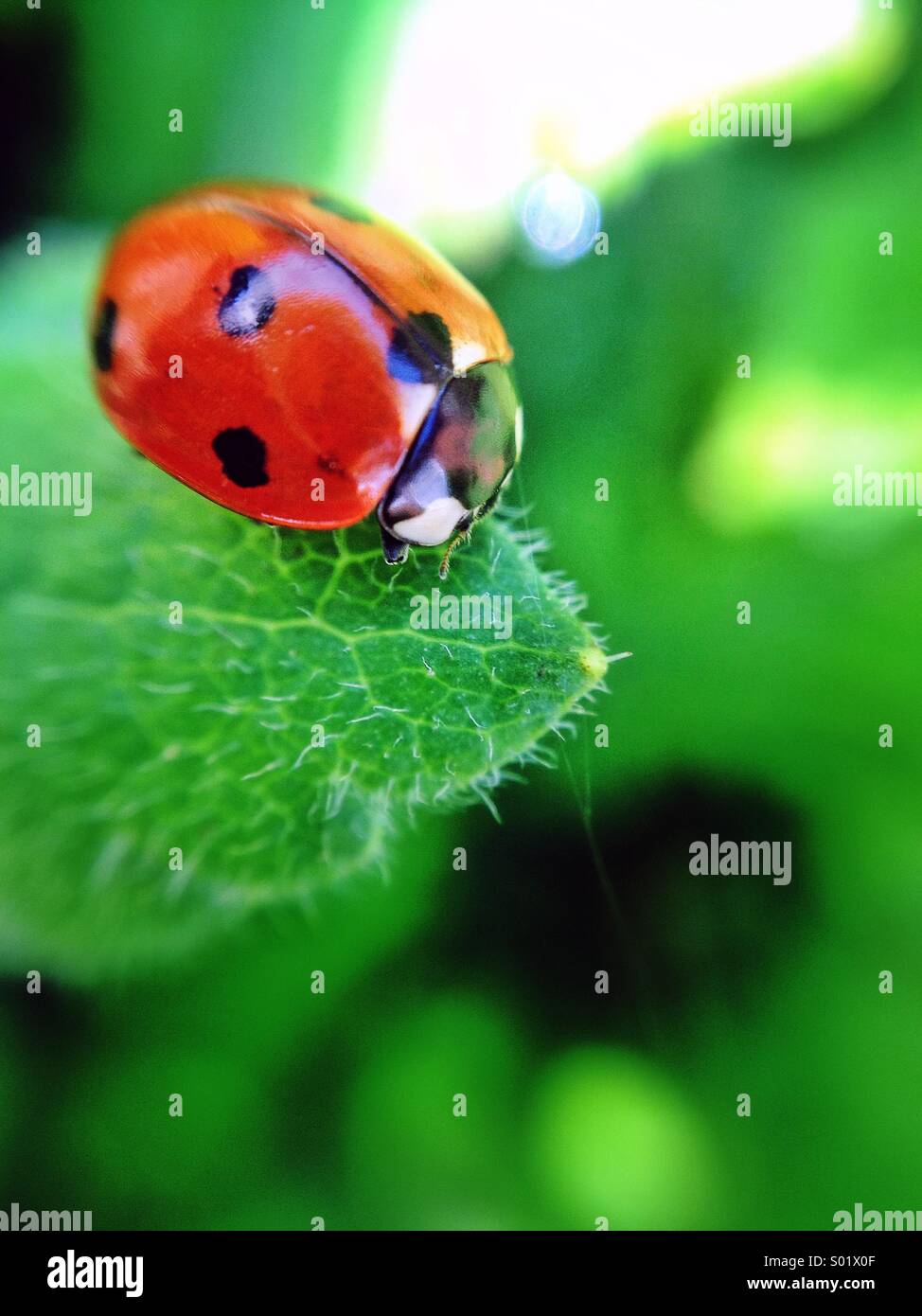 Lady bird on leaf, macro Banque D'Images