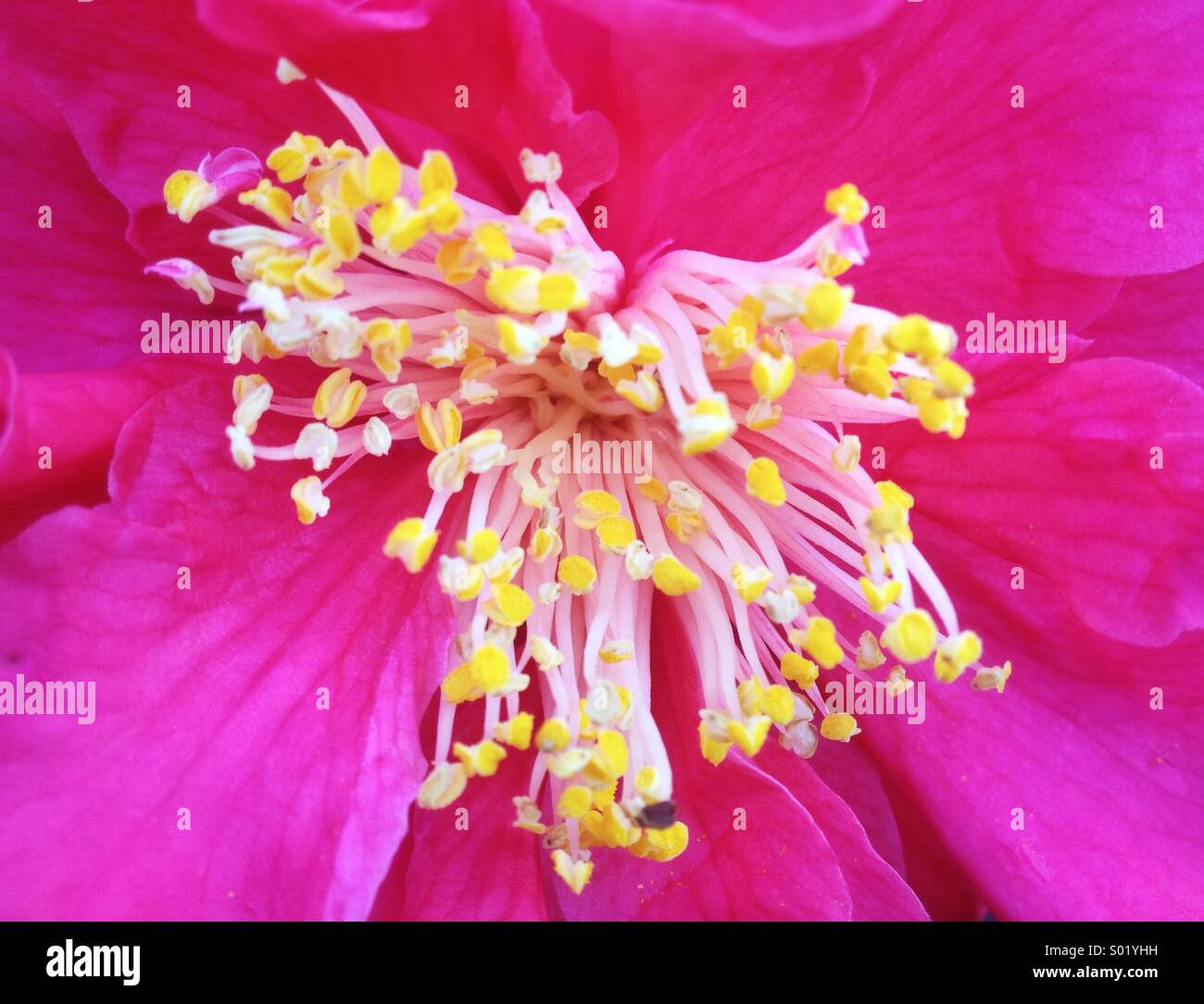 Fleur de camélia, macro Banque D'Images