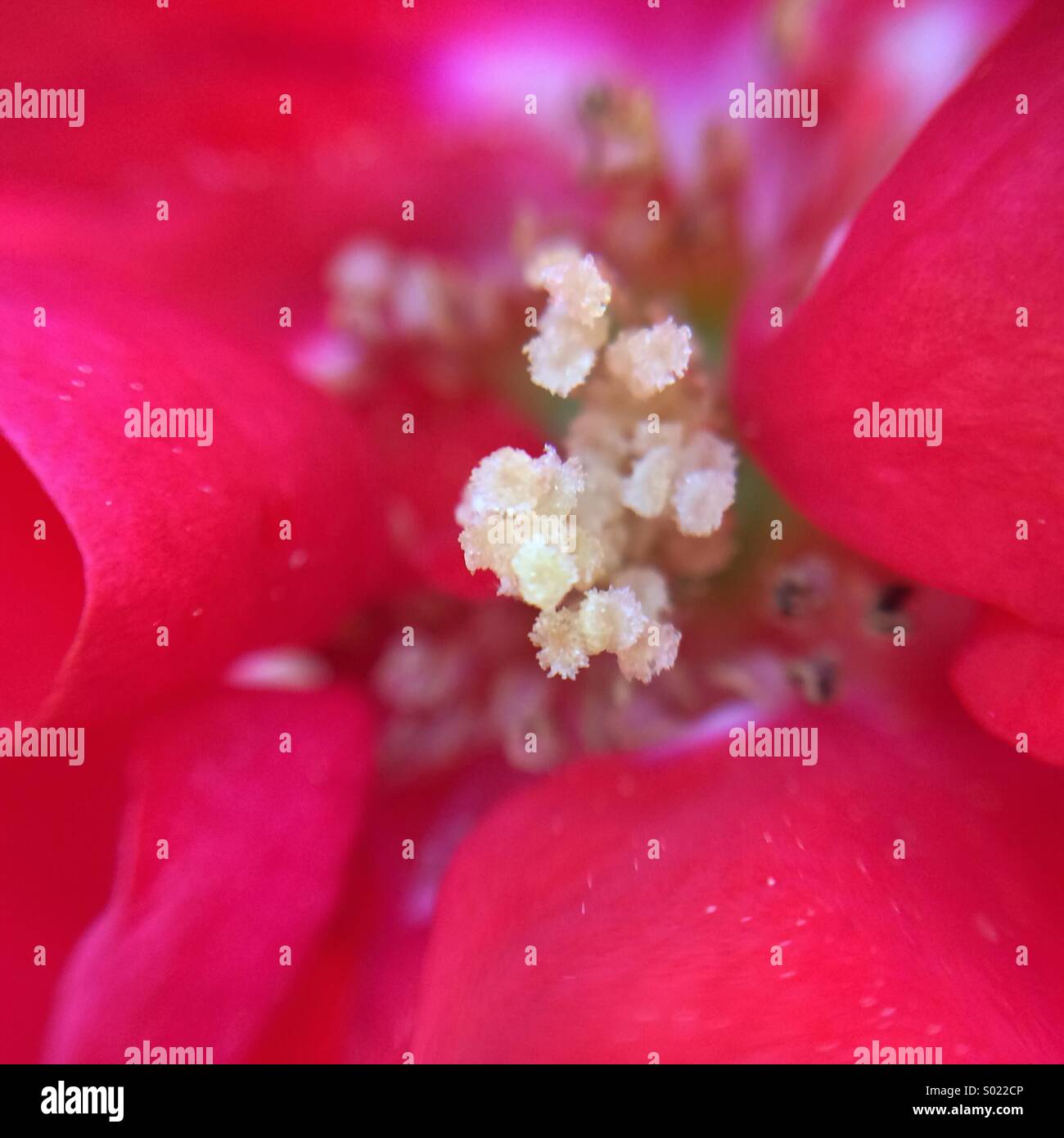 Vue de l'intérieur d'une rose rouge. - Image de stock capturée avec un smartphone