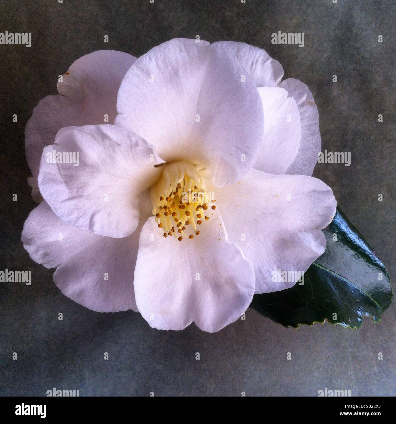 Fleur de Camellia Banque D'Images