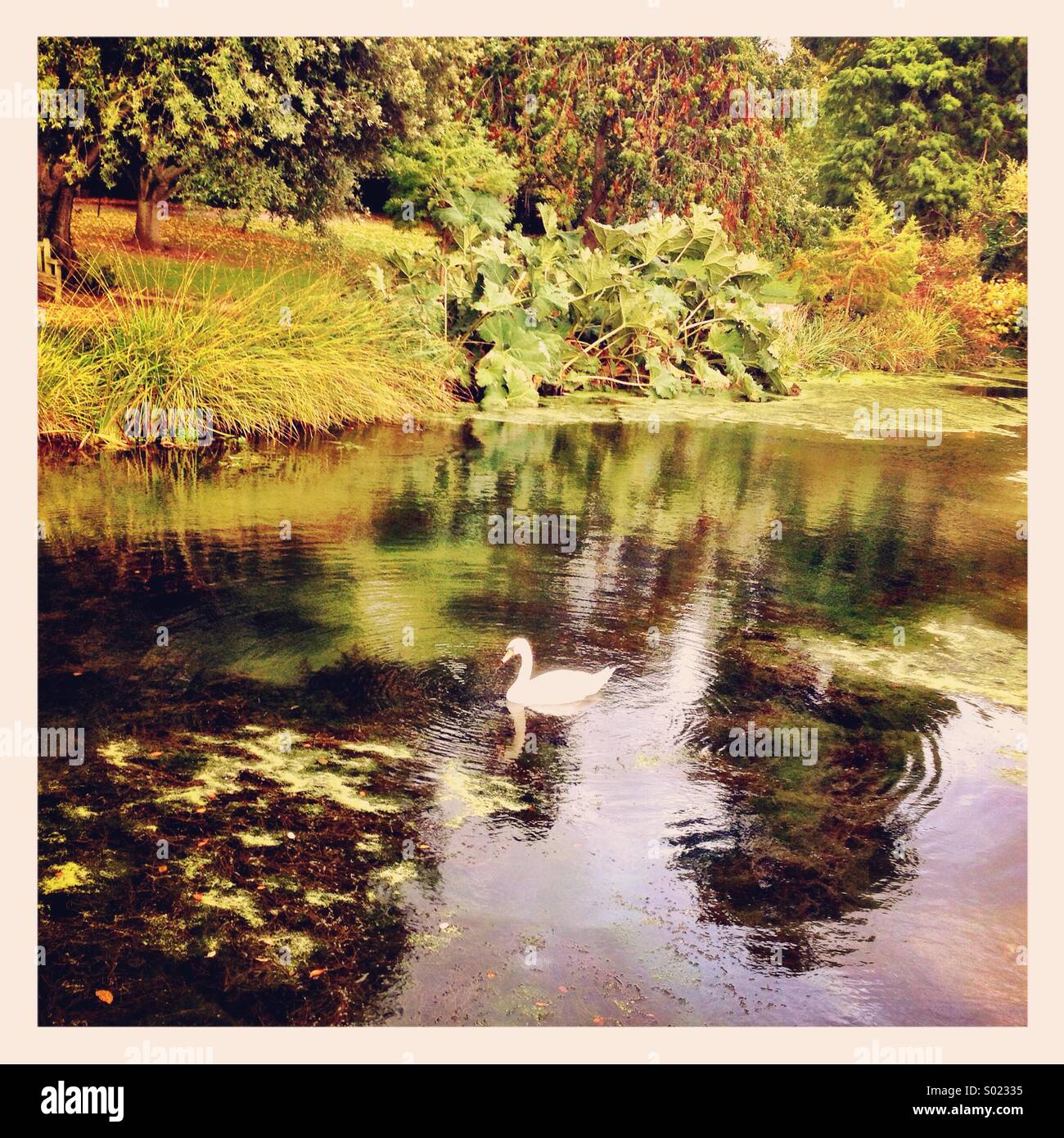 Cygne en étang Banque D'Images