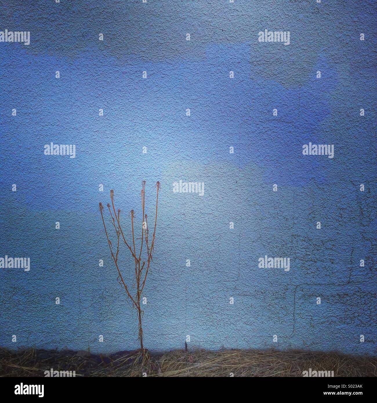 Plante morte contre mur bleu Banque D'Images