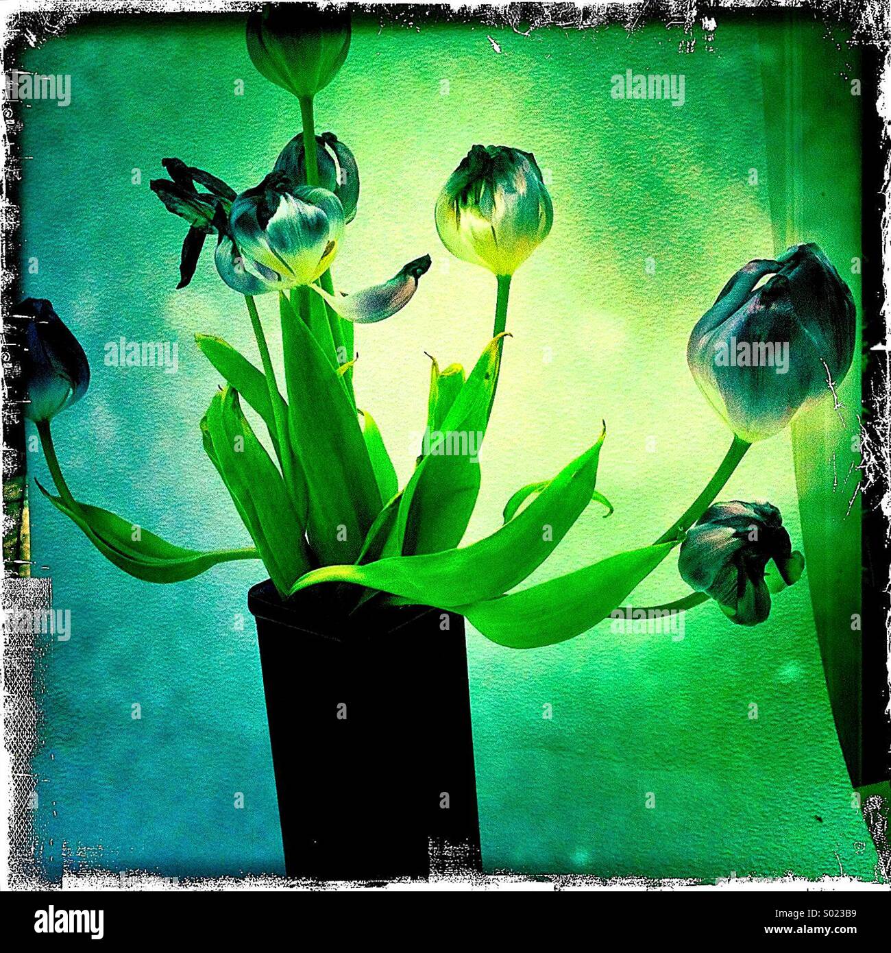 Tulipes fanées Banque D'Images