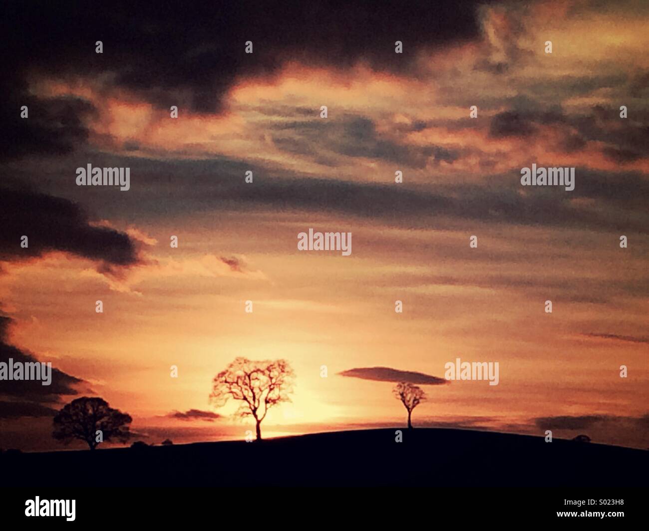 Silhouettes d'arbres au coucher du soleil Banque D'Images