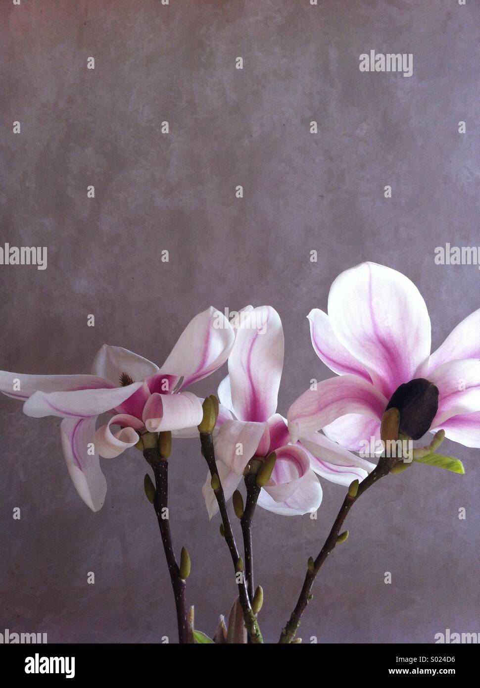 Magnolia fleurit contre toile peinte à la lumière naturelle Banque D'Images