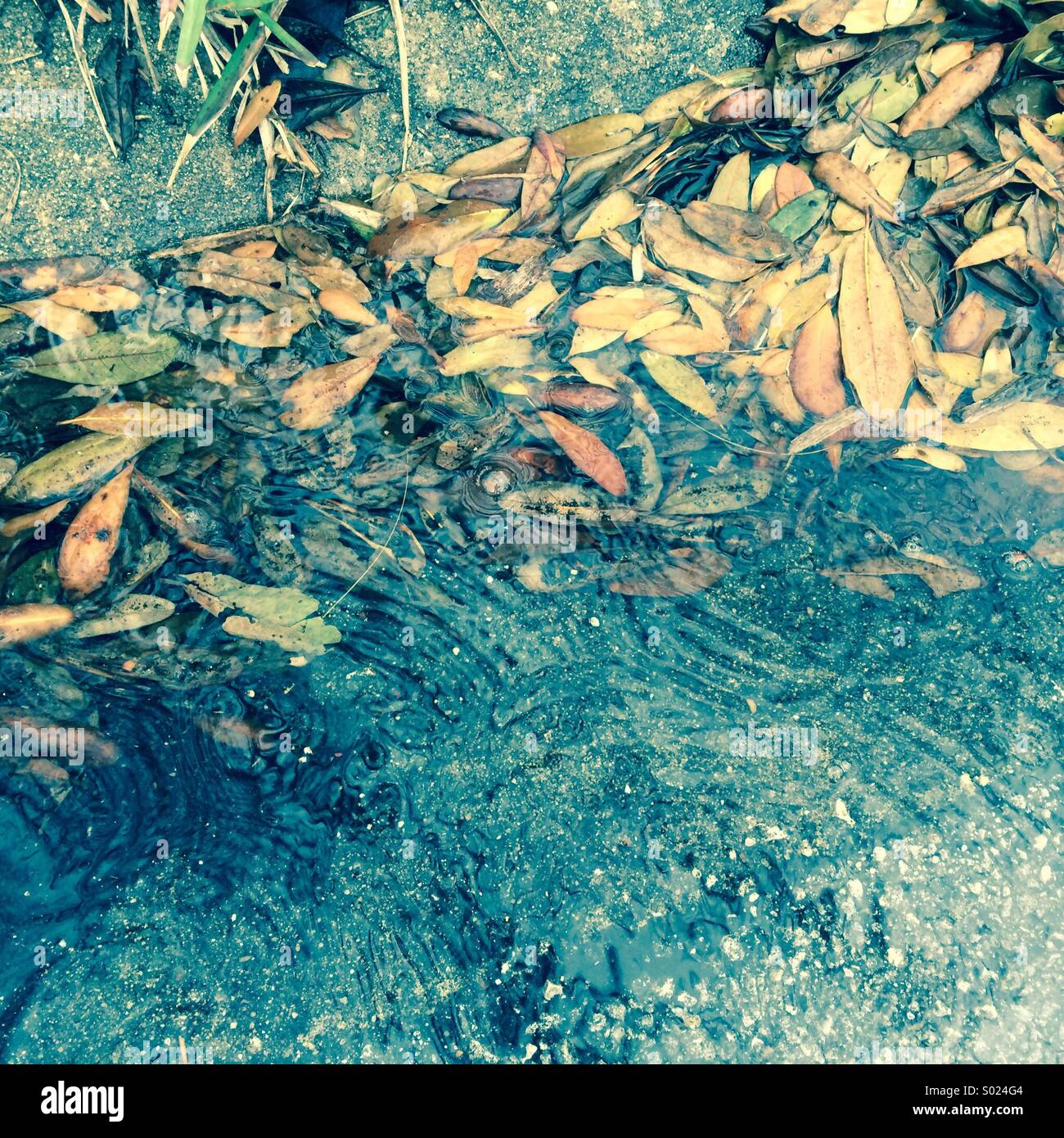 La pluie qui tombe dans une flaque d'eau avec des feuilles de chêne en direct Banque D'Images