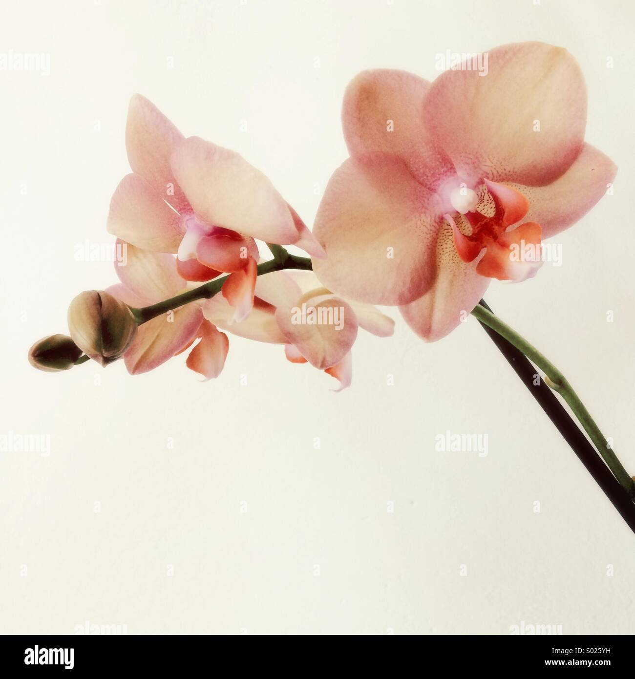 Fleurs orchidée rose Banque D'Images