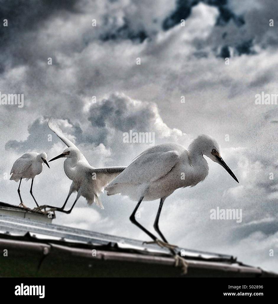 Trois oiseaux de mer blanc avec un débarquement toutes en haut d'un toit avec des nuages en arrière-plan Banque D'Images