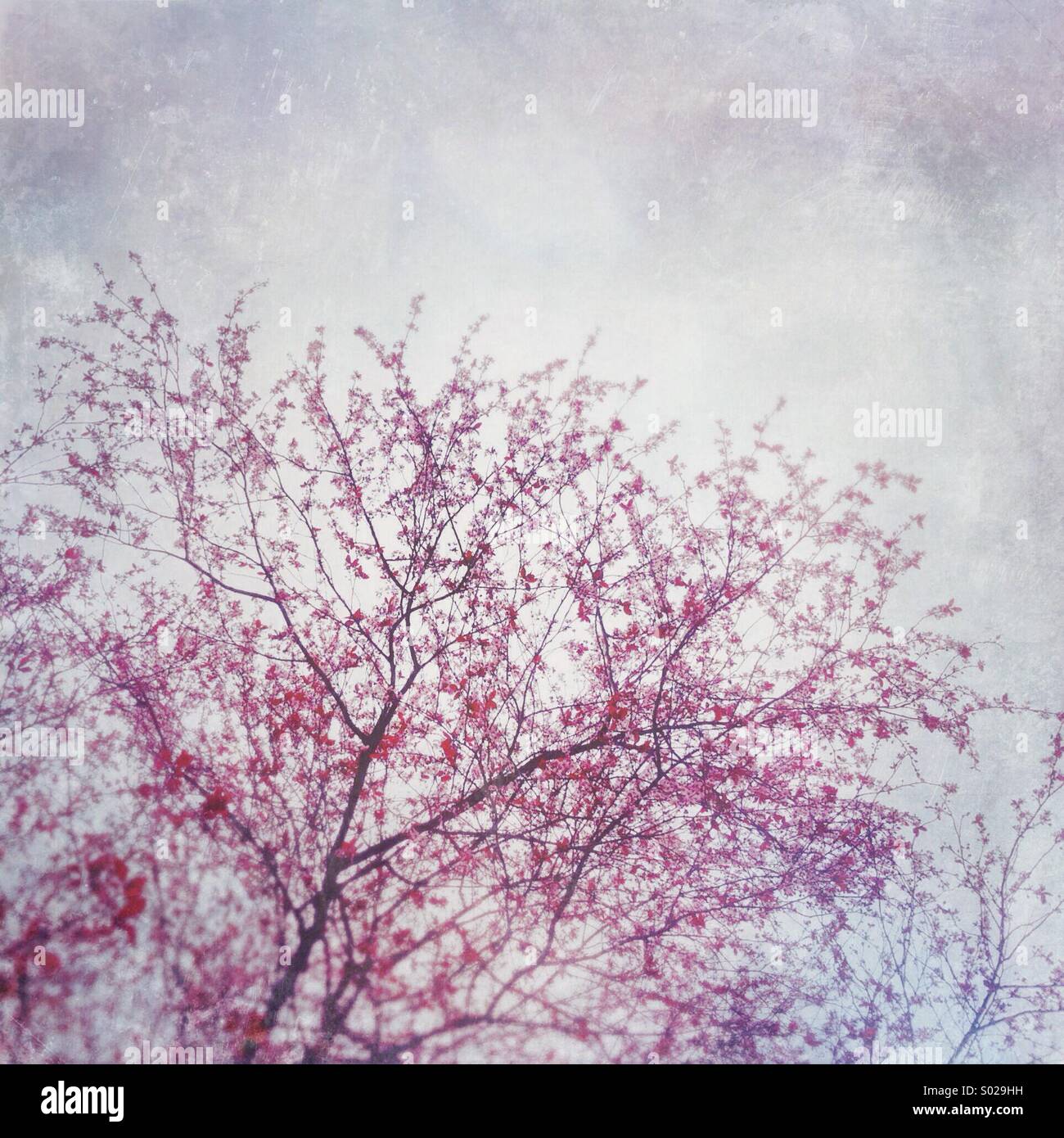 Rose de printemps les fleurs de cerisier contre un ciel lumineux. Banque D'Images