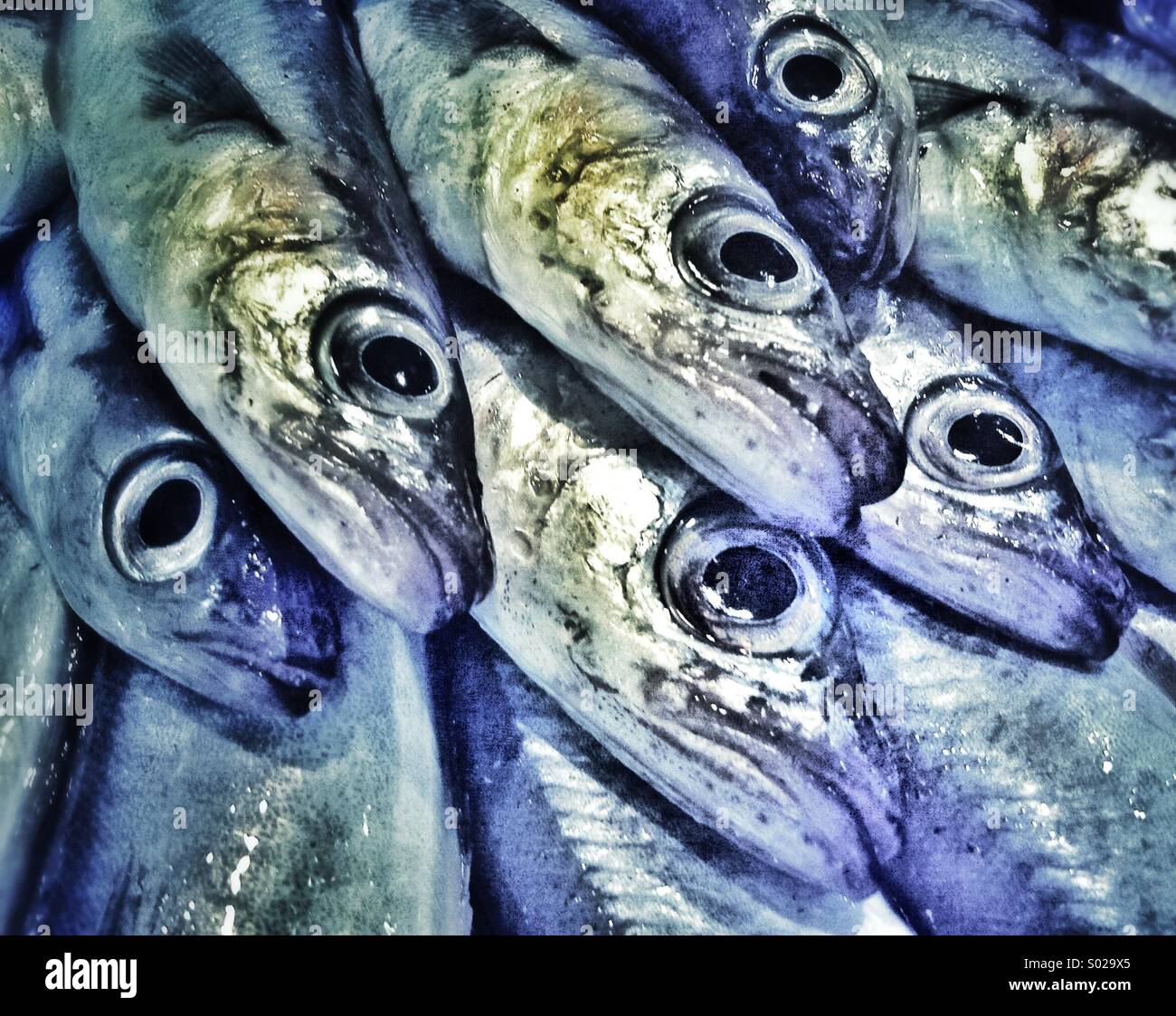 Sardines fraîches pour la vente dans un marché aux poissons de Barcelone - Image de stock capturée avec un smartphone
