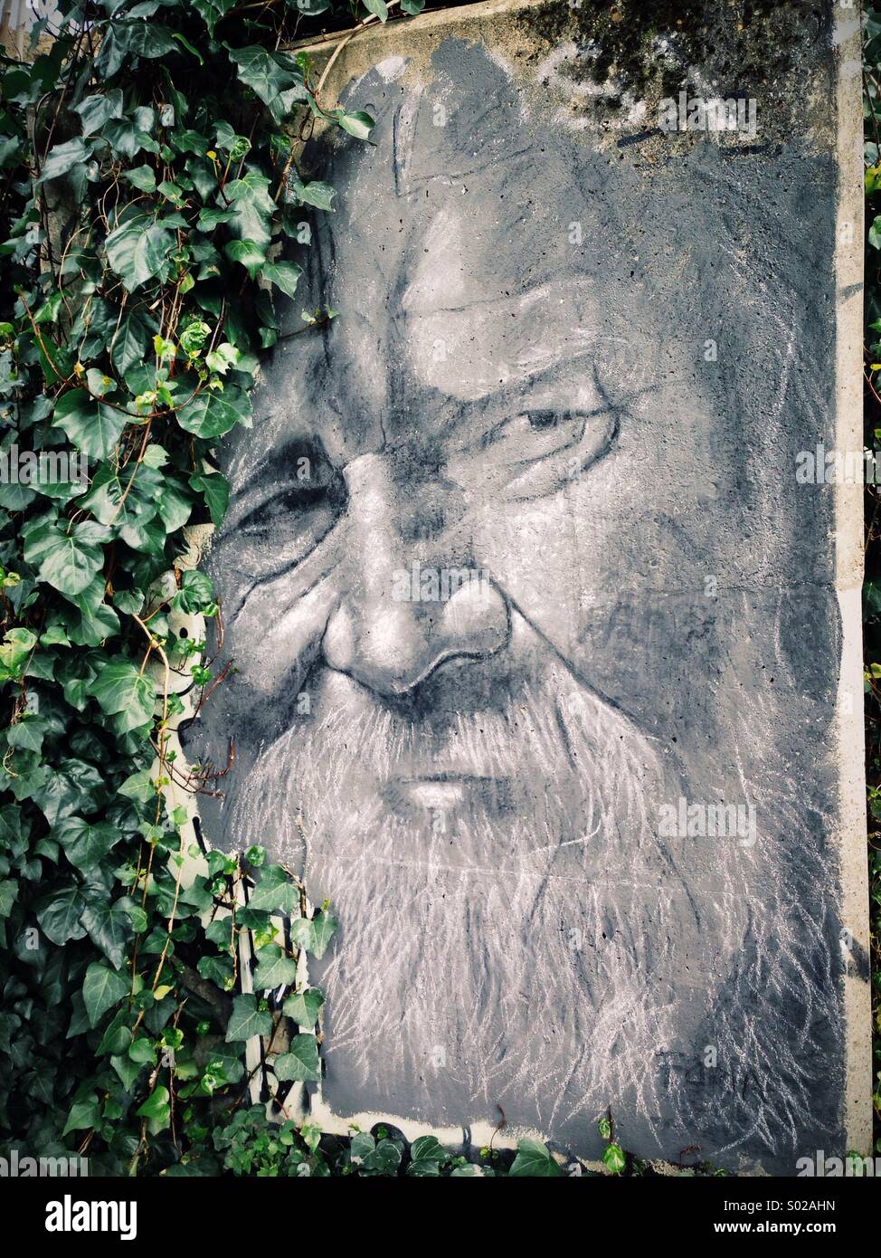 Élaborer un graffiti sur un mur recouvert de lierre. Vieil homme en noir et blanc avec une barbe. Banque D'Images