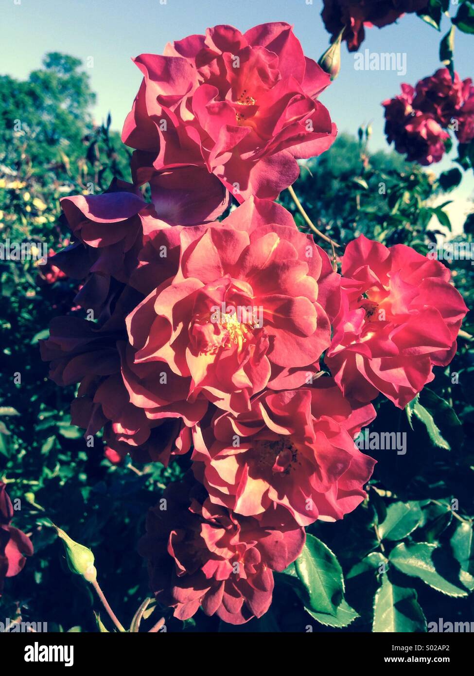 Roses rouges - Image de stock capturée avec un smartphone