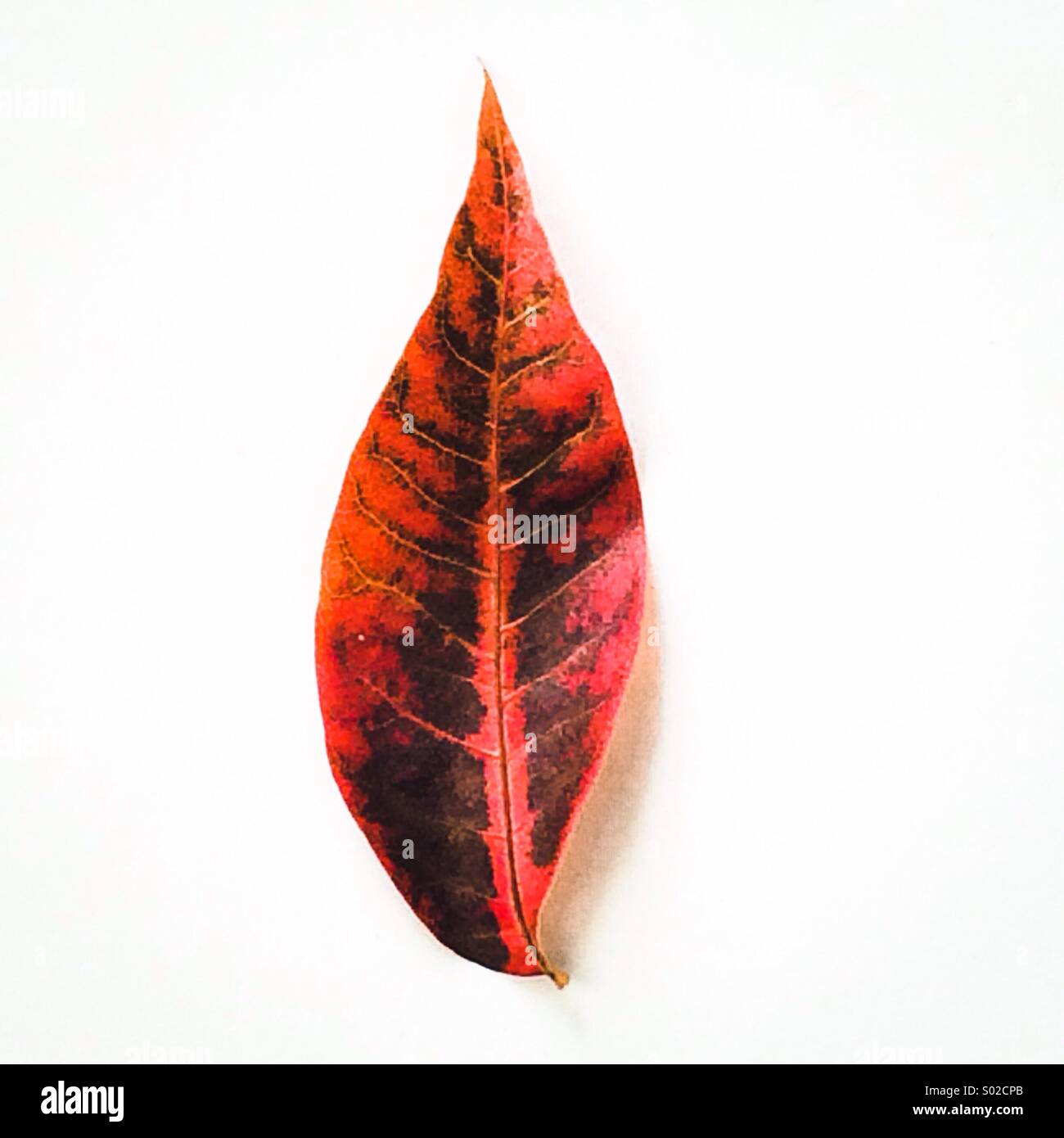 Feuille rouge Banque D'Images