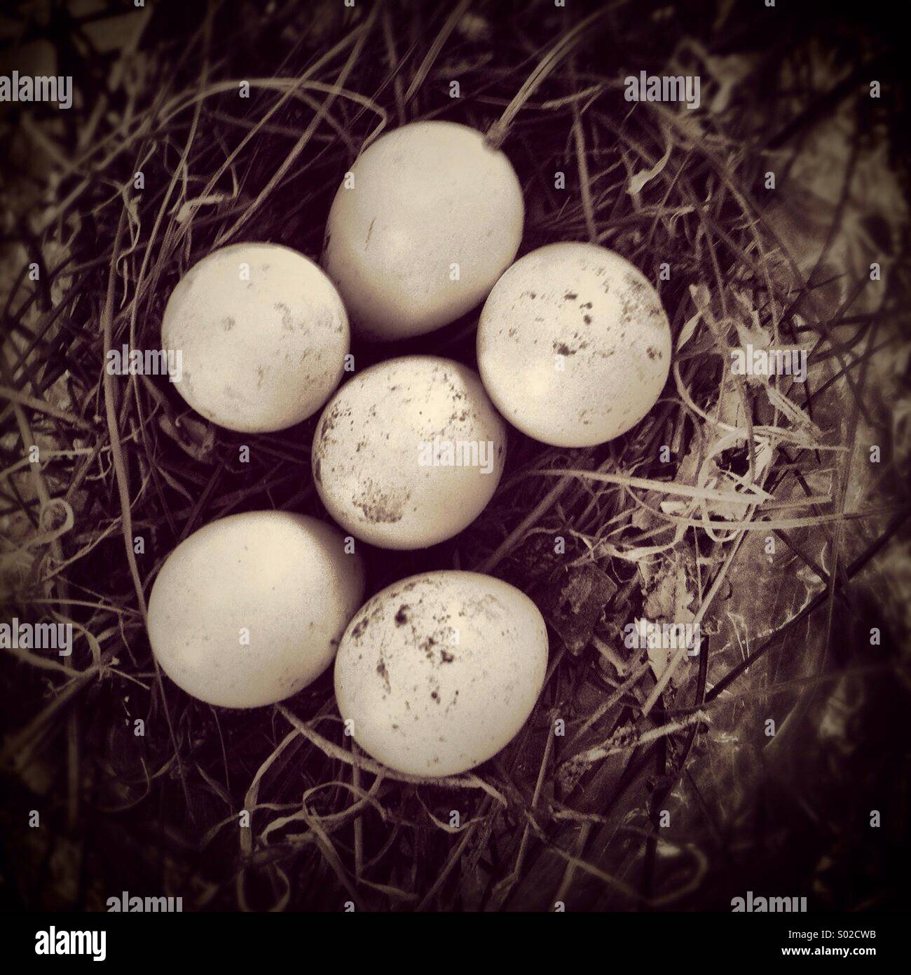 Œufs d’oiseaux - Image de stock capturée avec un smartphone