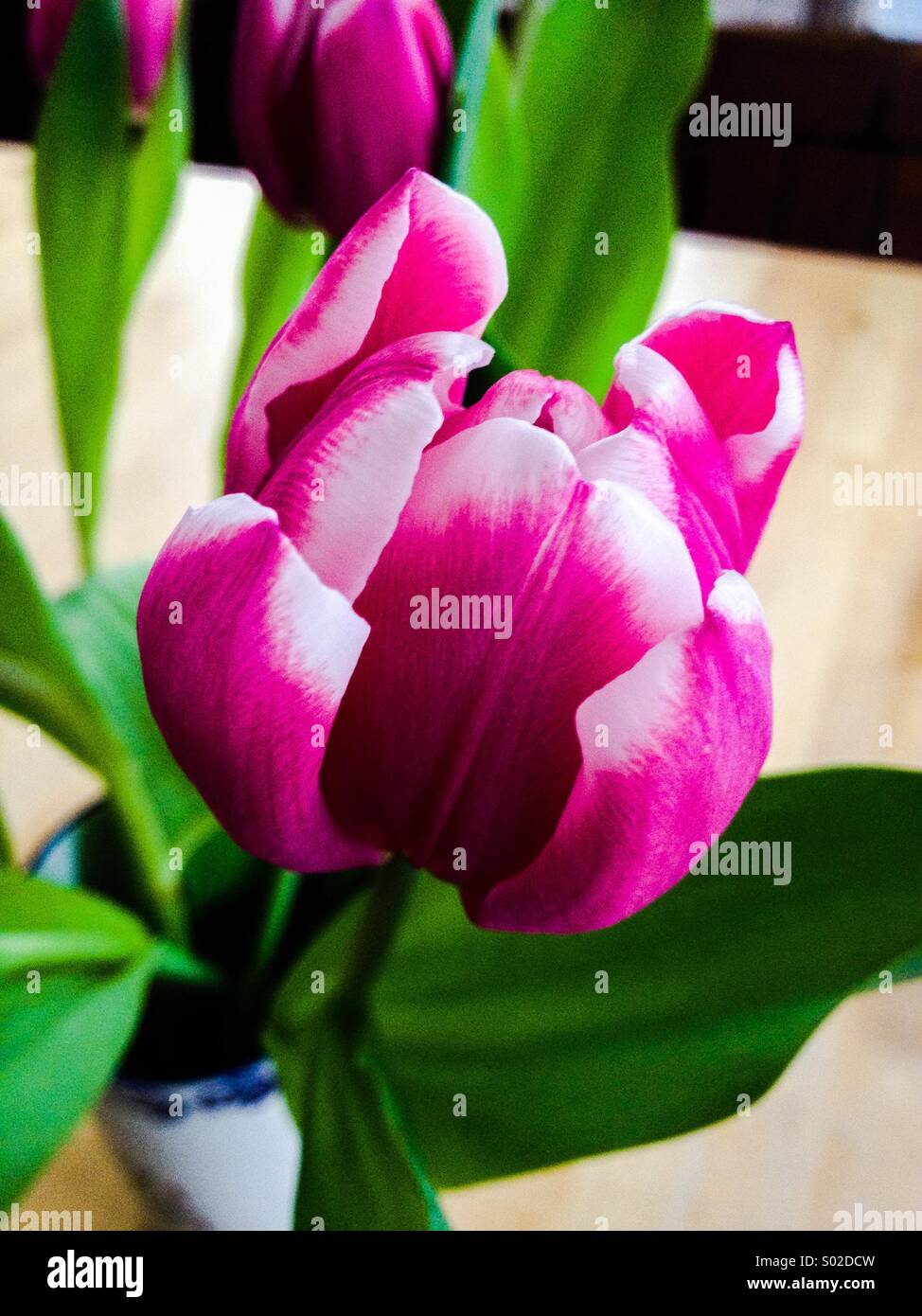 Tulipe rose et blanc Banque D'Images