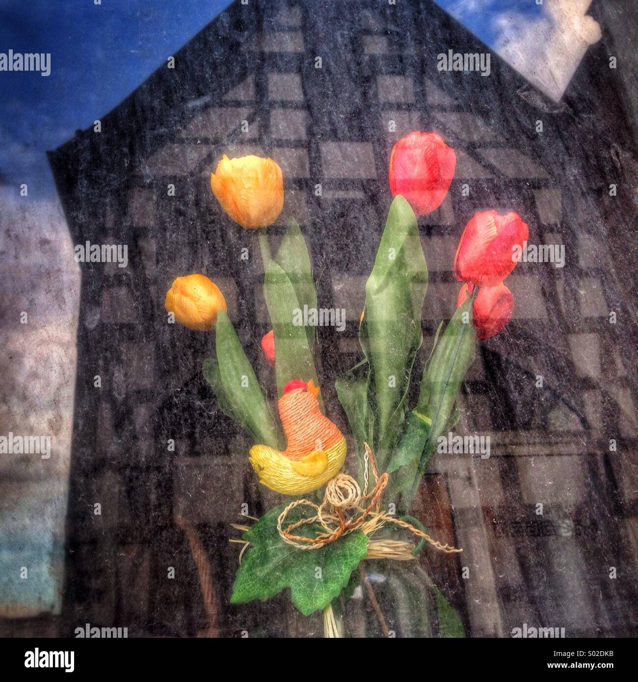 Les tulipes sont vu dans une vitrine. Banque D'Images