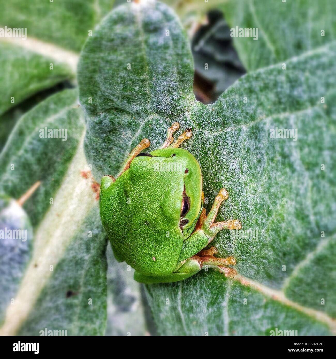 La grenouille verte dans un champ d'artichauts. Situé à Gérone. L'Espagne. Banque D'Images