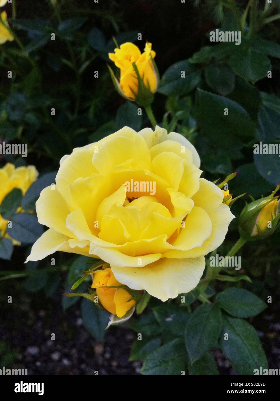 Les bourgeons et fleurs rose jaune Banque D'Images