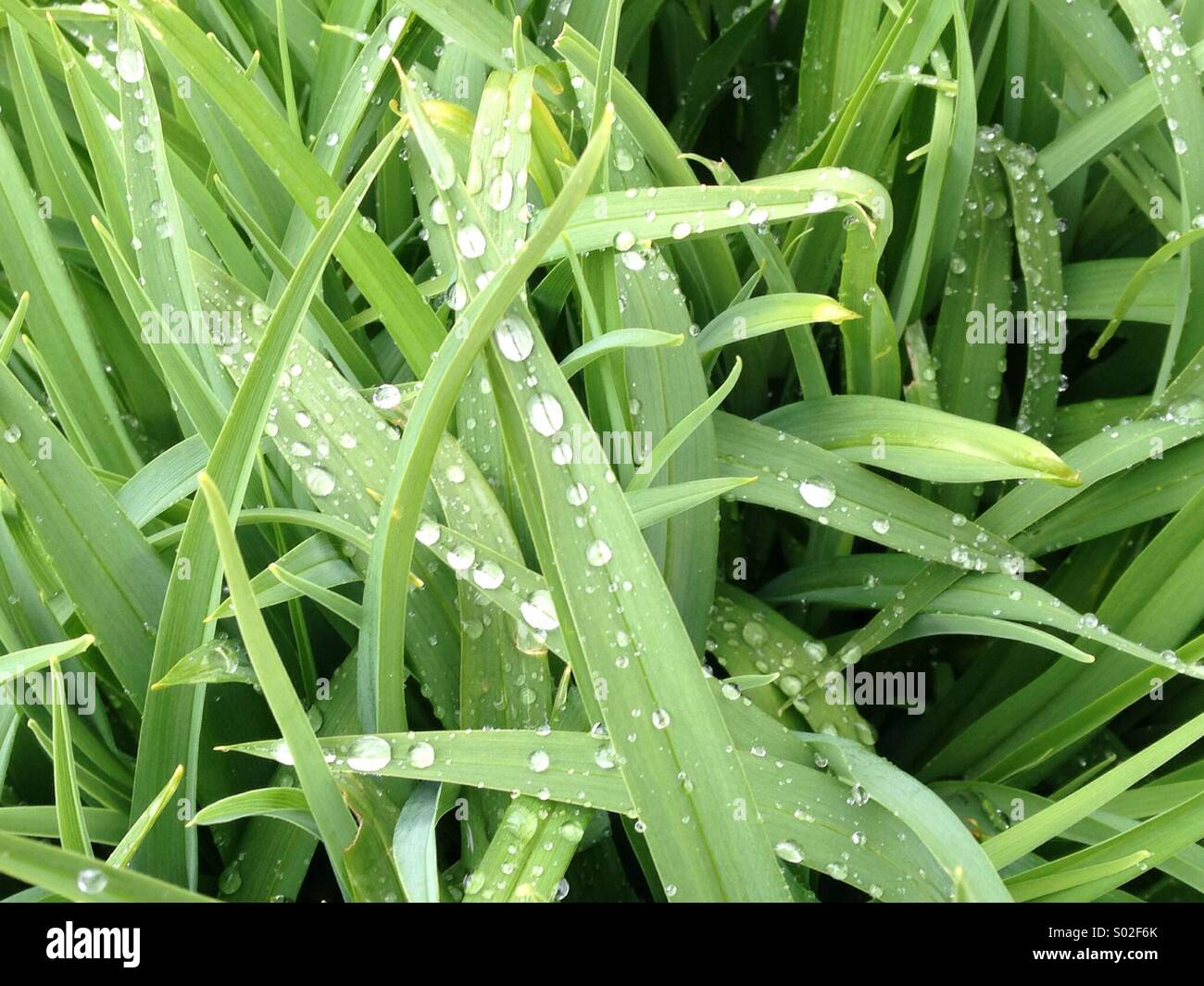 L'herbe verdoyante couverte de rosée en vert Banque D'Images