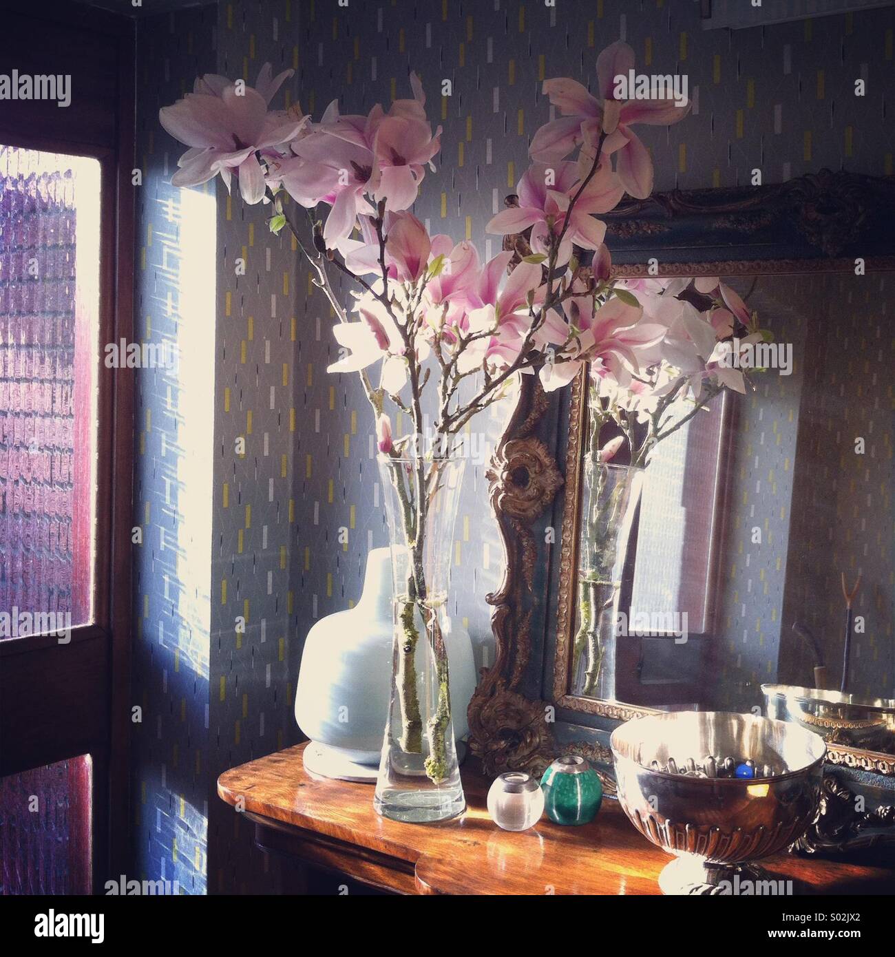Magnolia fleurs en couloir ensoleillé Banque D'Images