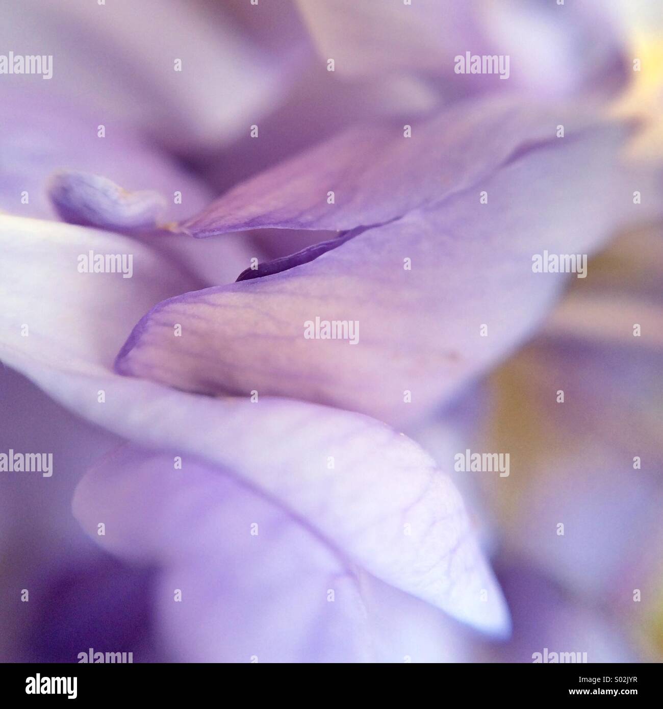 Macro d'une fleur de glycine. Banque D'Images