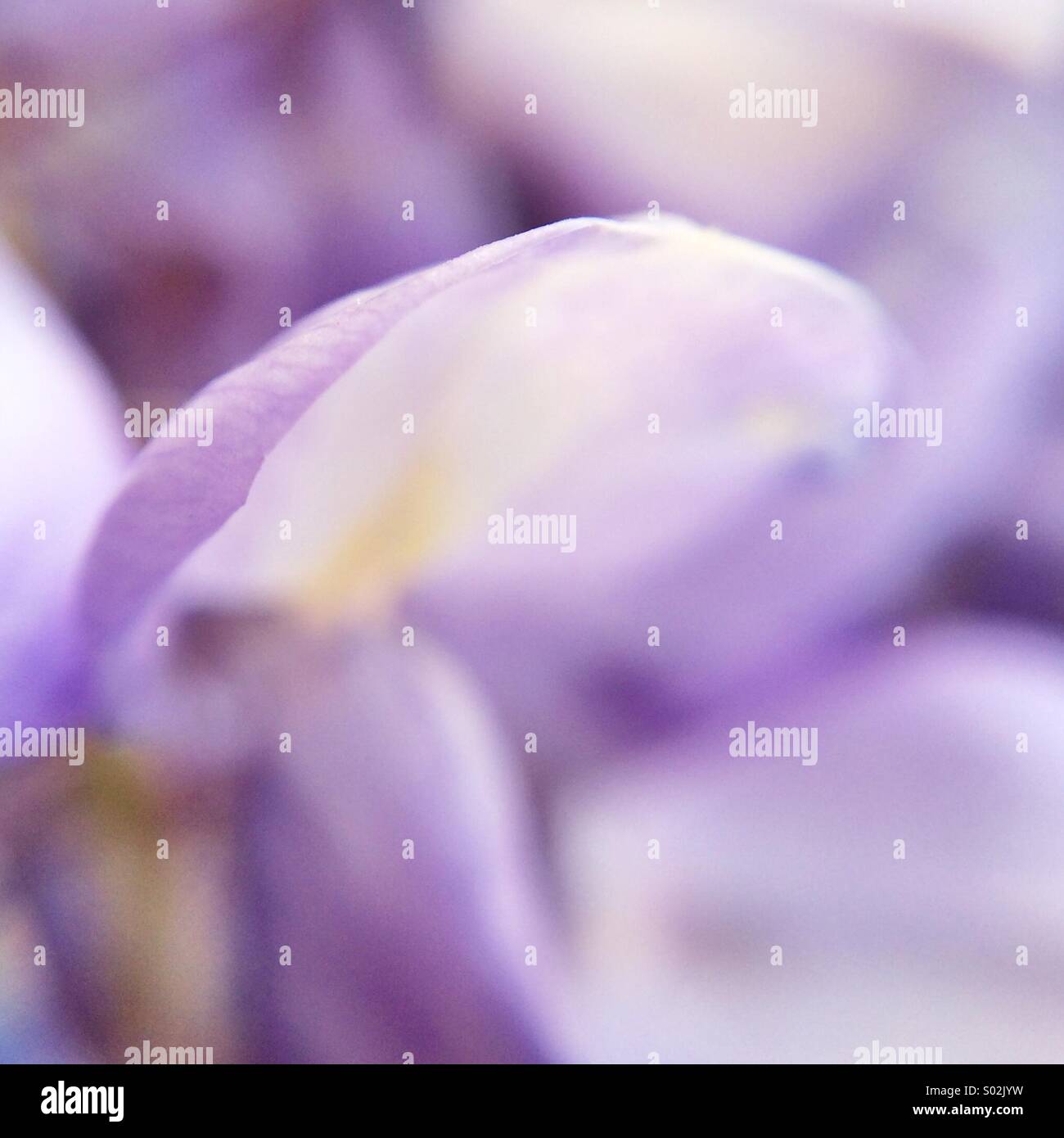 De la macro pétale de fleur de glycine Banque D'Images