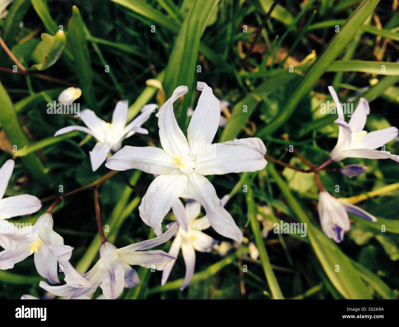 Jolies fleurs blanches Banque de photographies et d'images à haute  résolution - Alamy