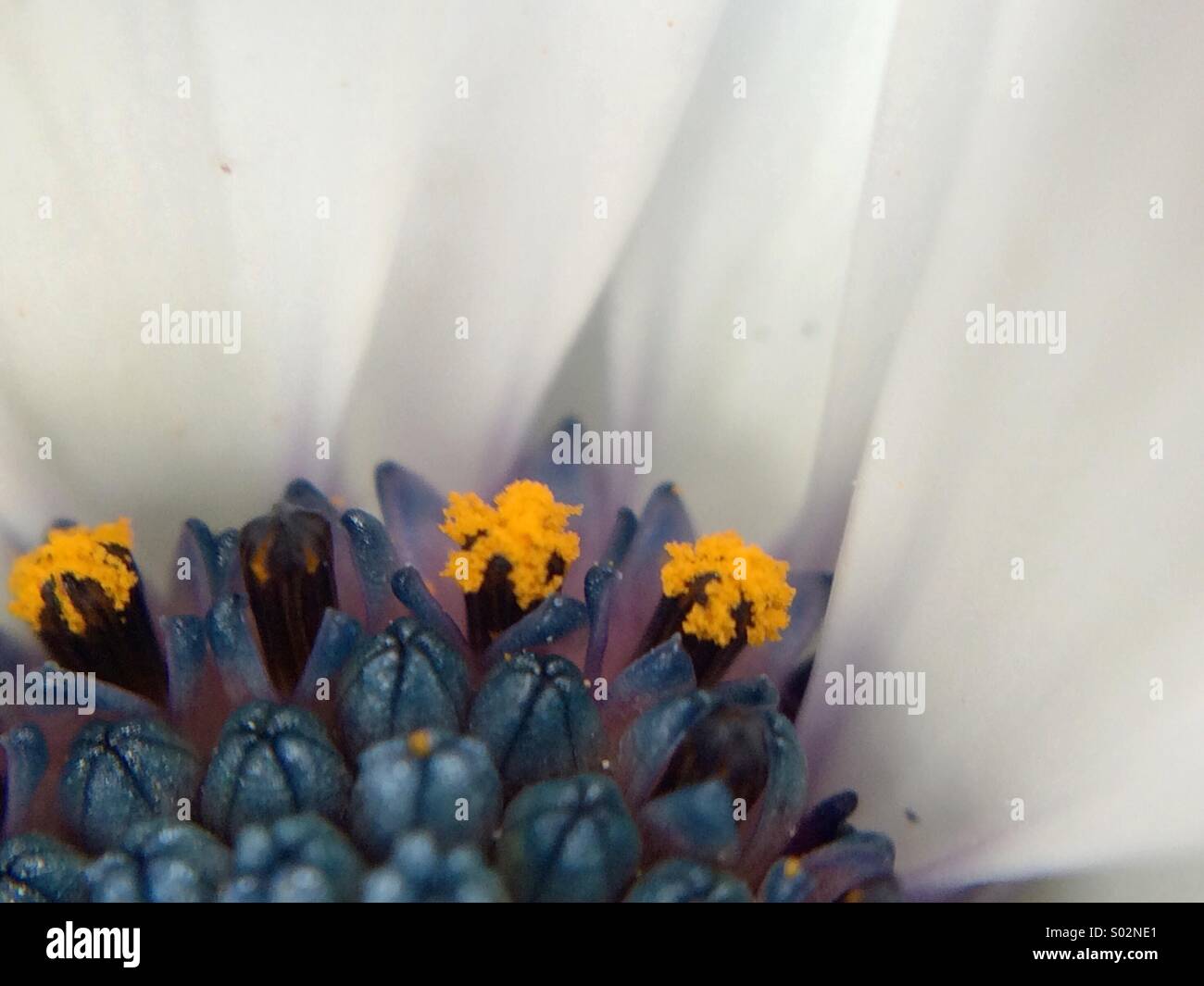 Vue partielle de la macro d'un centre d'Ostéospermum fructicosum fleur. Banque D'Images