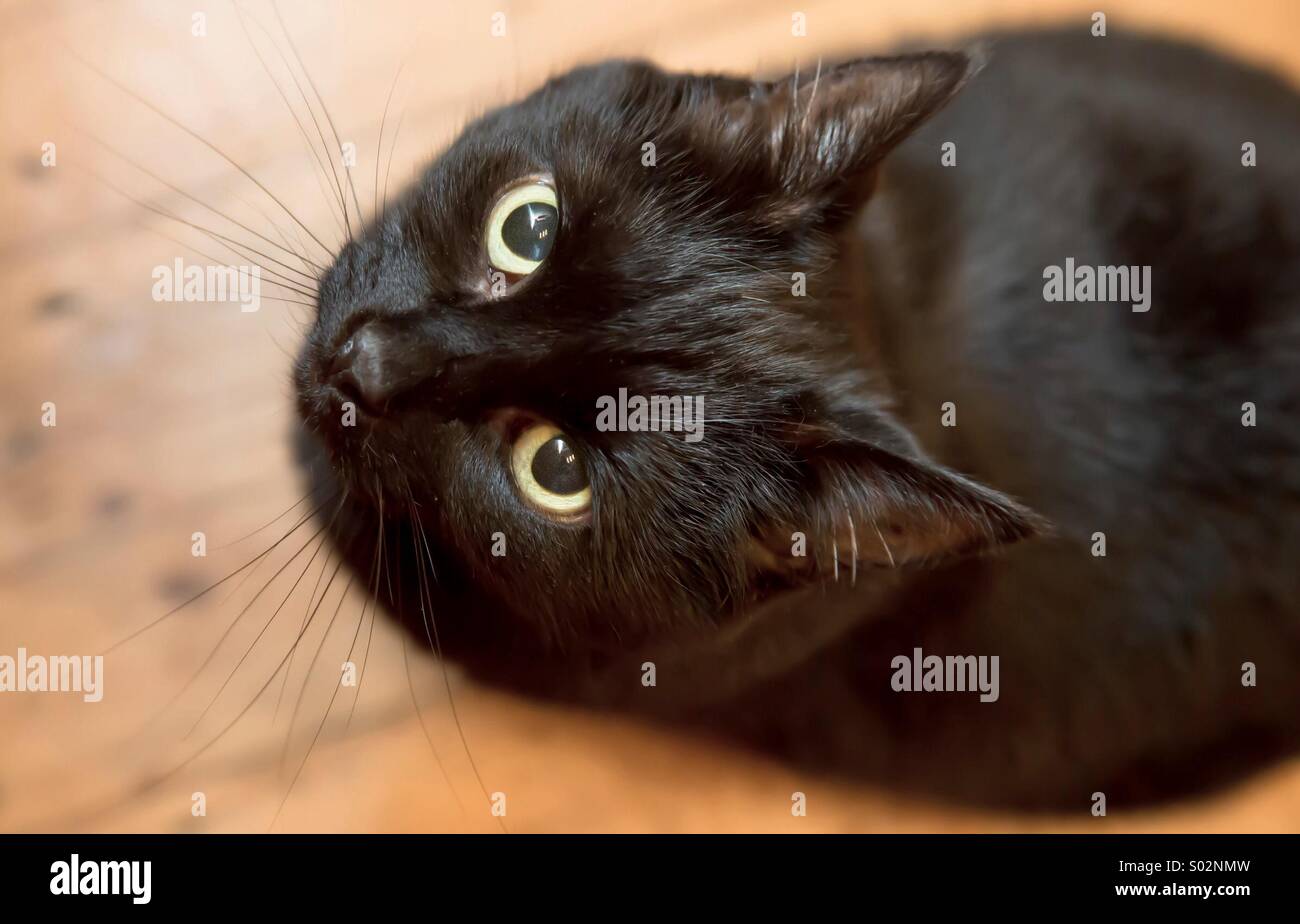 Chat noir à la lentille en haut Banque D'Images