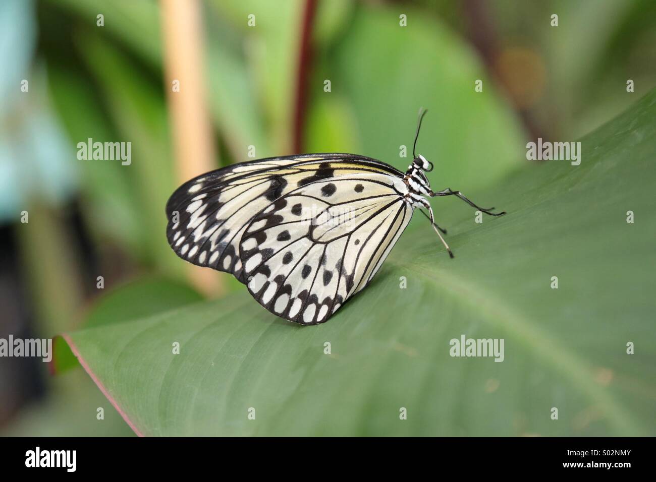 Papillon sur une feuille Banque D'Images