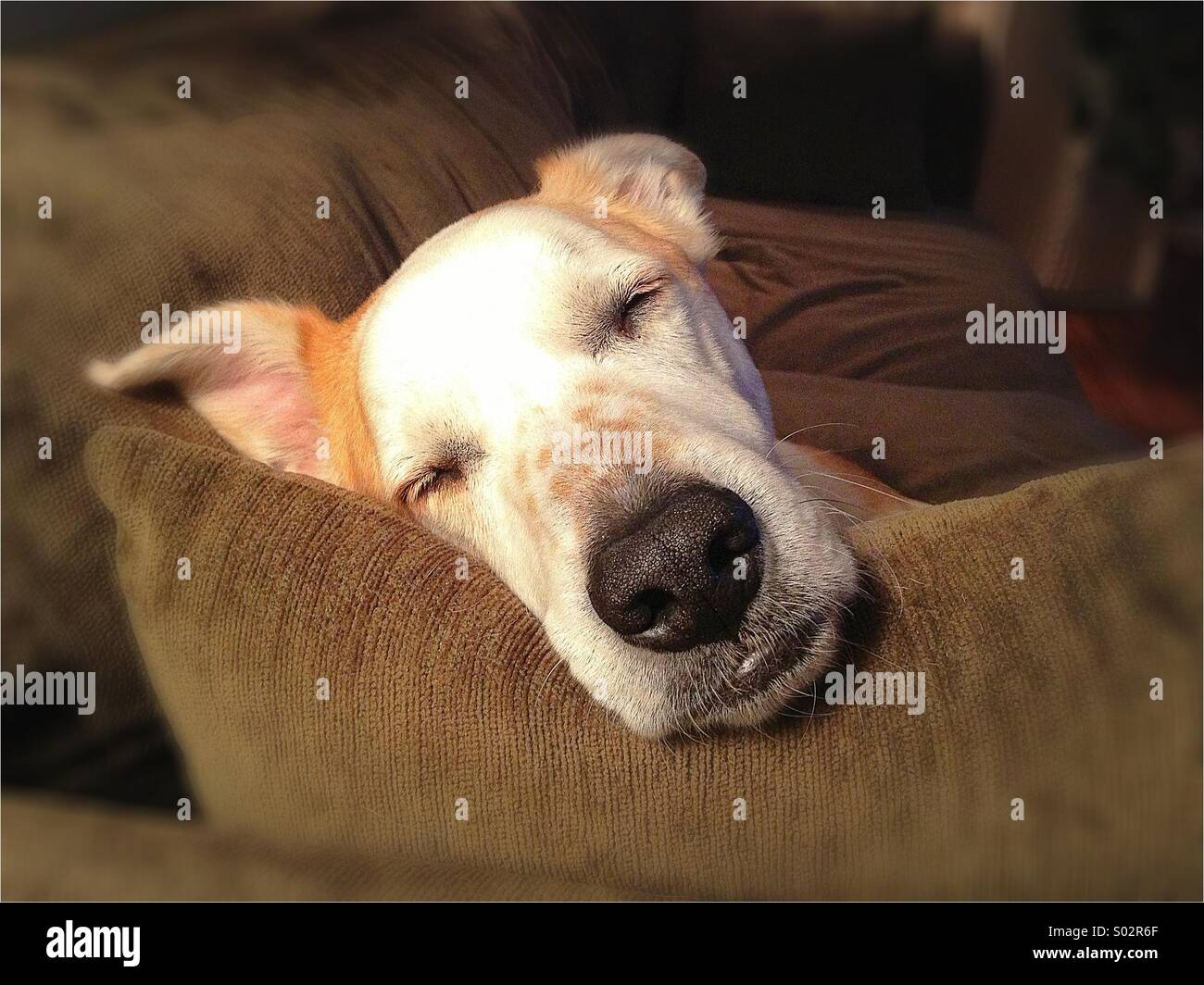 Un gros plan d'un chien dormir. Banque D'Images