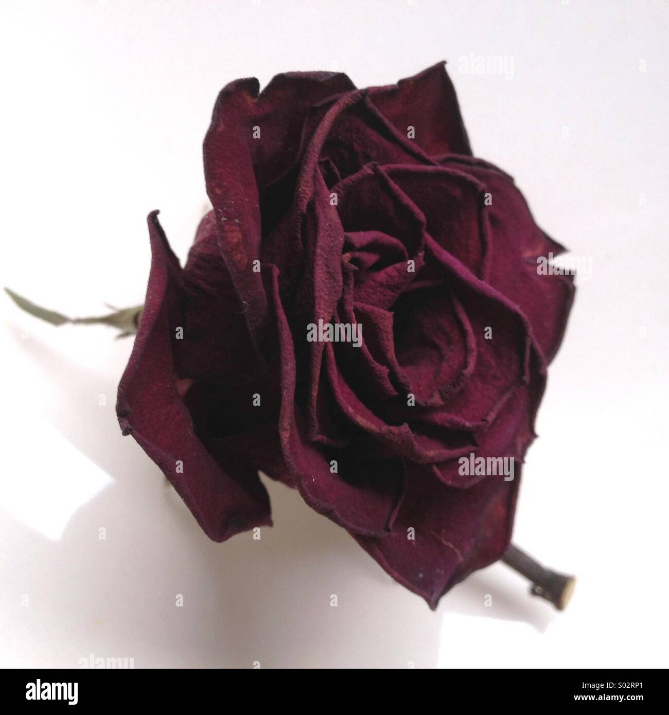 Rose rouge unique - Image de stock capturée avec un smartphone