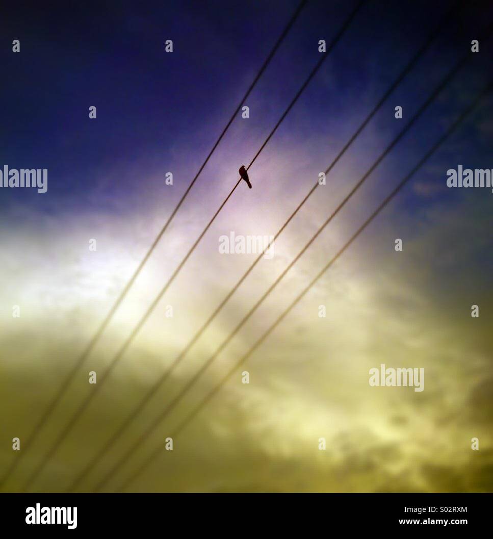 Les lignes électriques sur les oiseaux le matin. - Image de stock capturée avec un smartphone
