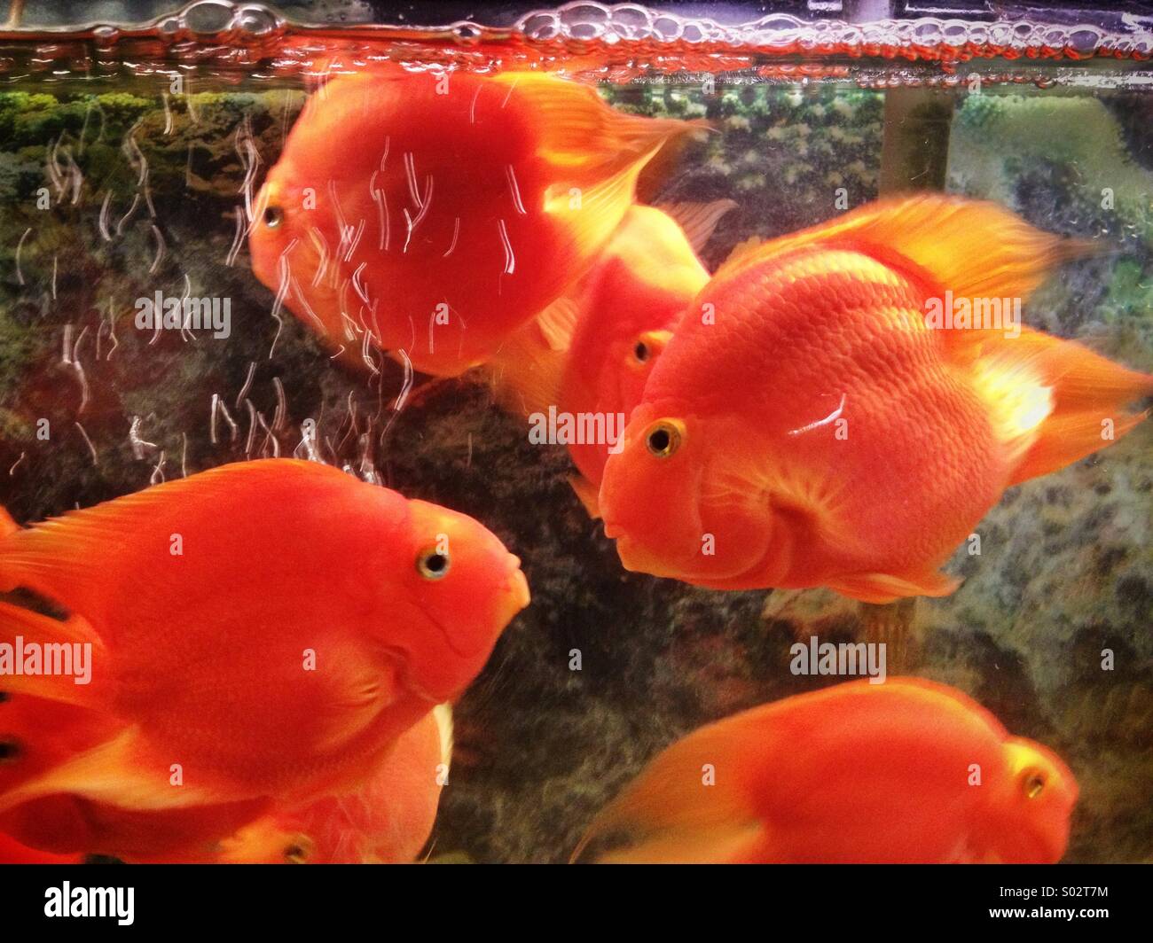Gros poisson d'or dans l'aquarium Banque D'Images