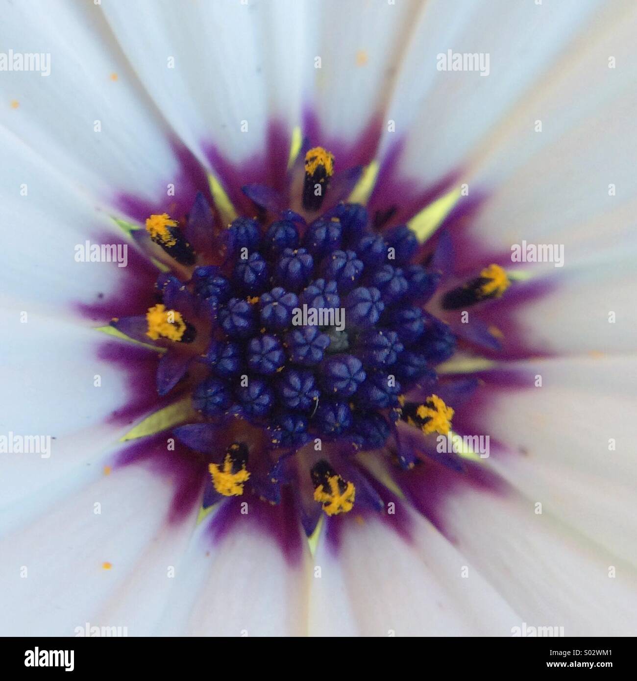 Macro de l'Osteospermum fructicosum centre d'une fleur. Banque D'Images