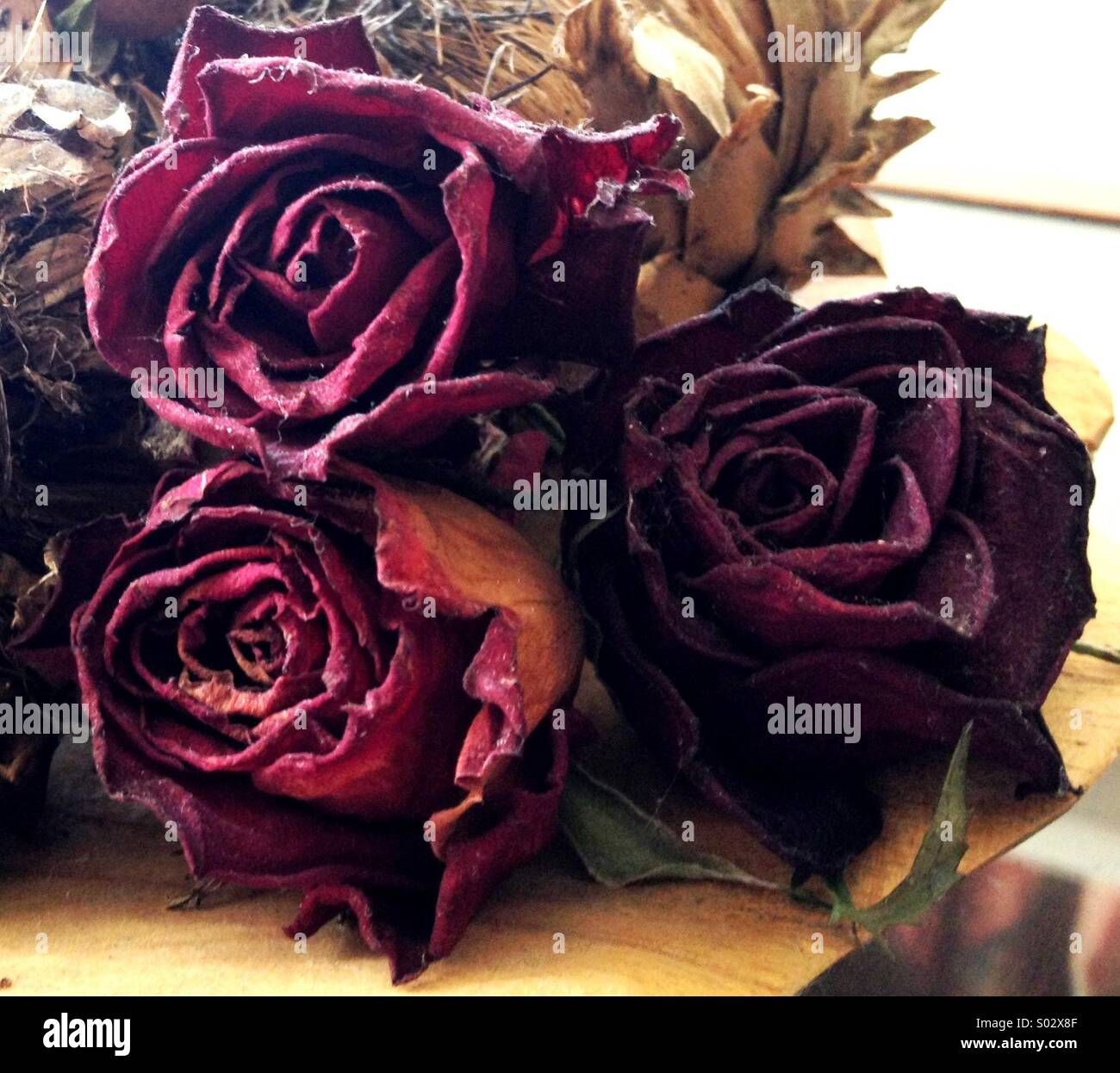 Roses rouges séchées - Image de stock capturée avec un smartphone
