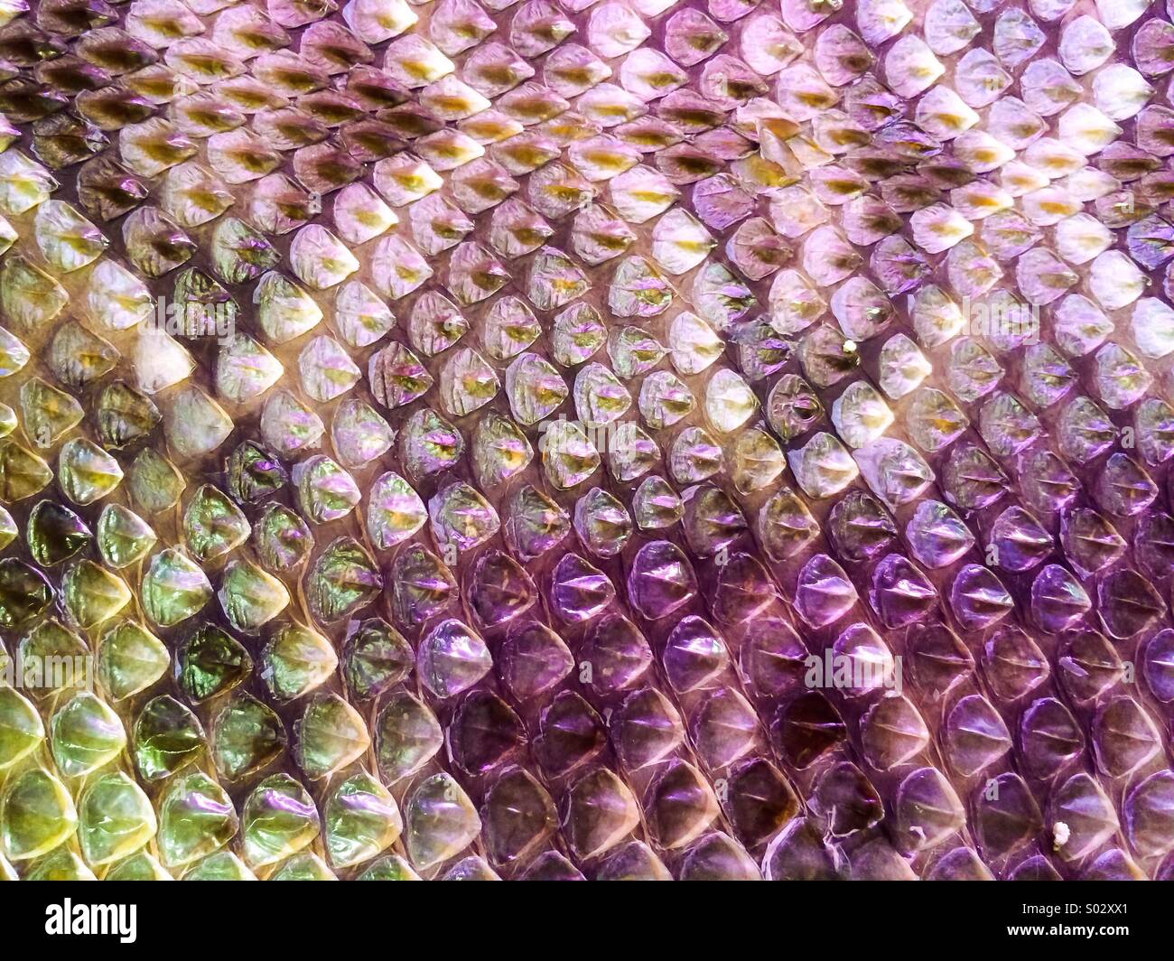 Peau de serpent texture abstrait montrant les échelles de reptiles comme un arrière-plan simple. Banque D'Images