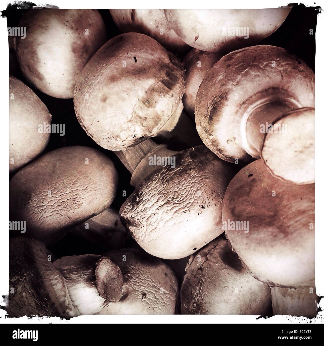 Vieux champignons Banque D'Images