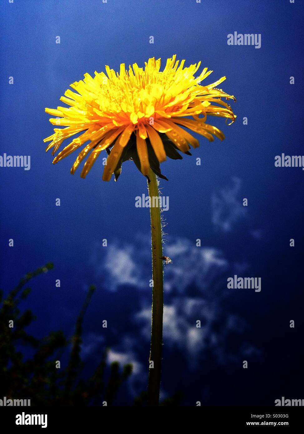 Pissenlit Banque D'Images