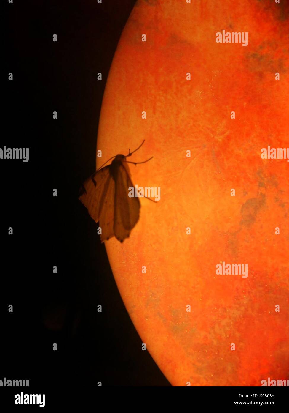 Papillon sur une lumière orange Banque D'Images