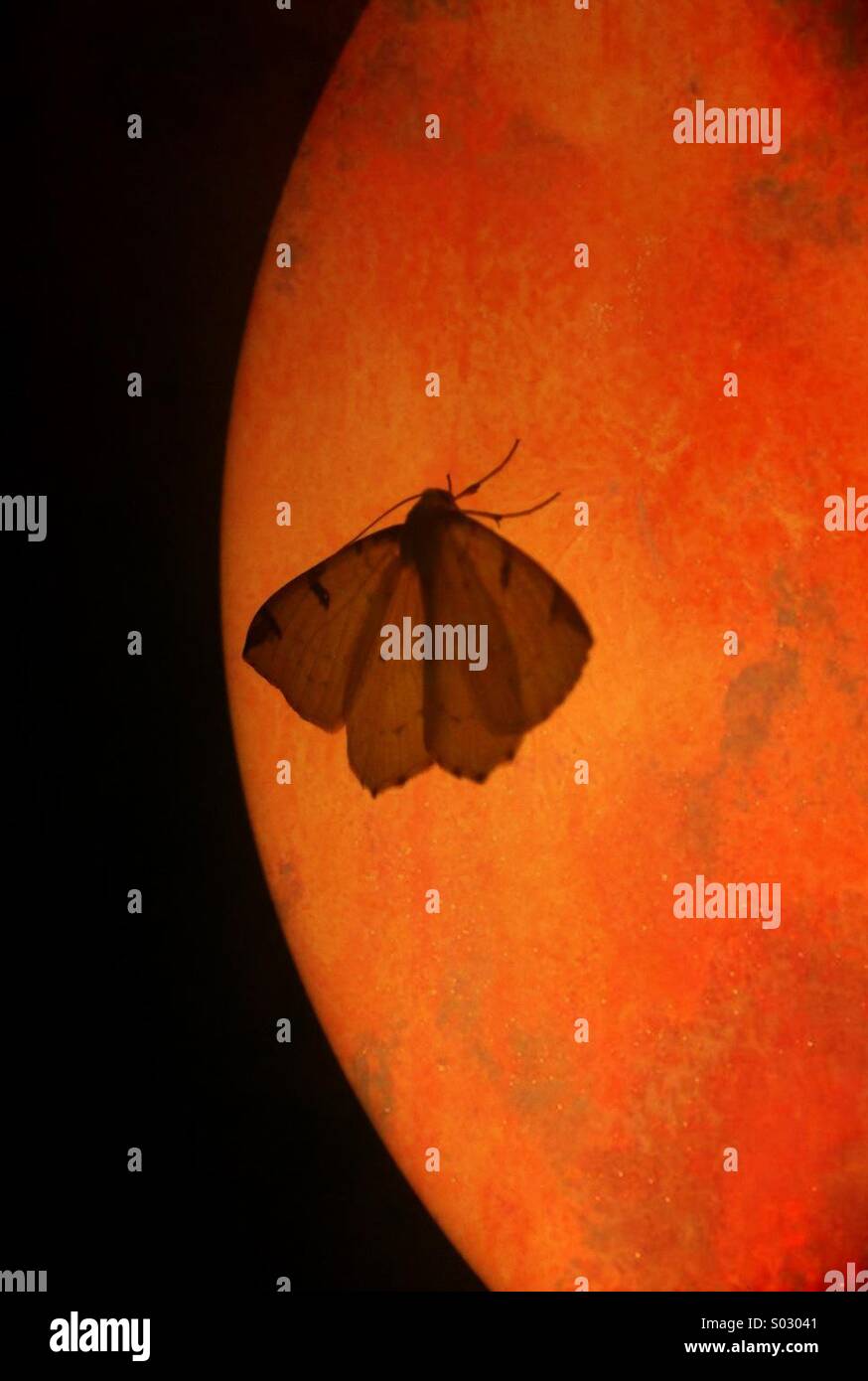 Papillon sur une lumière orange avec des ailes déployées Banque D'Images