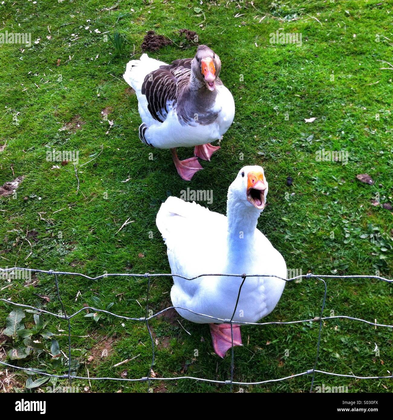 Oies en colère - Image de stock capturée avec un smartphone