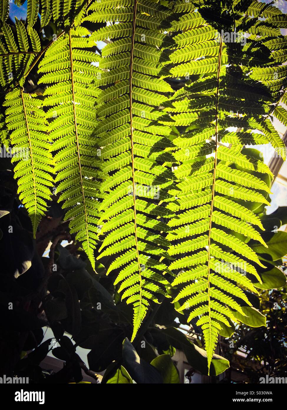 Fern dans la lumière du soleil - Image de stock capturée avec un smartphone