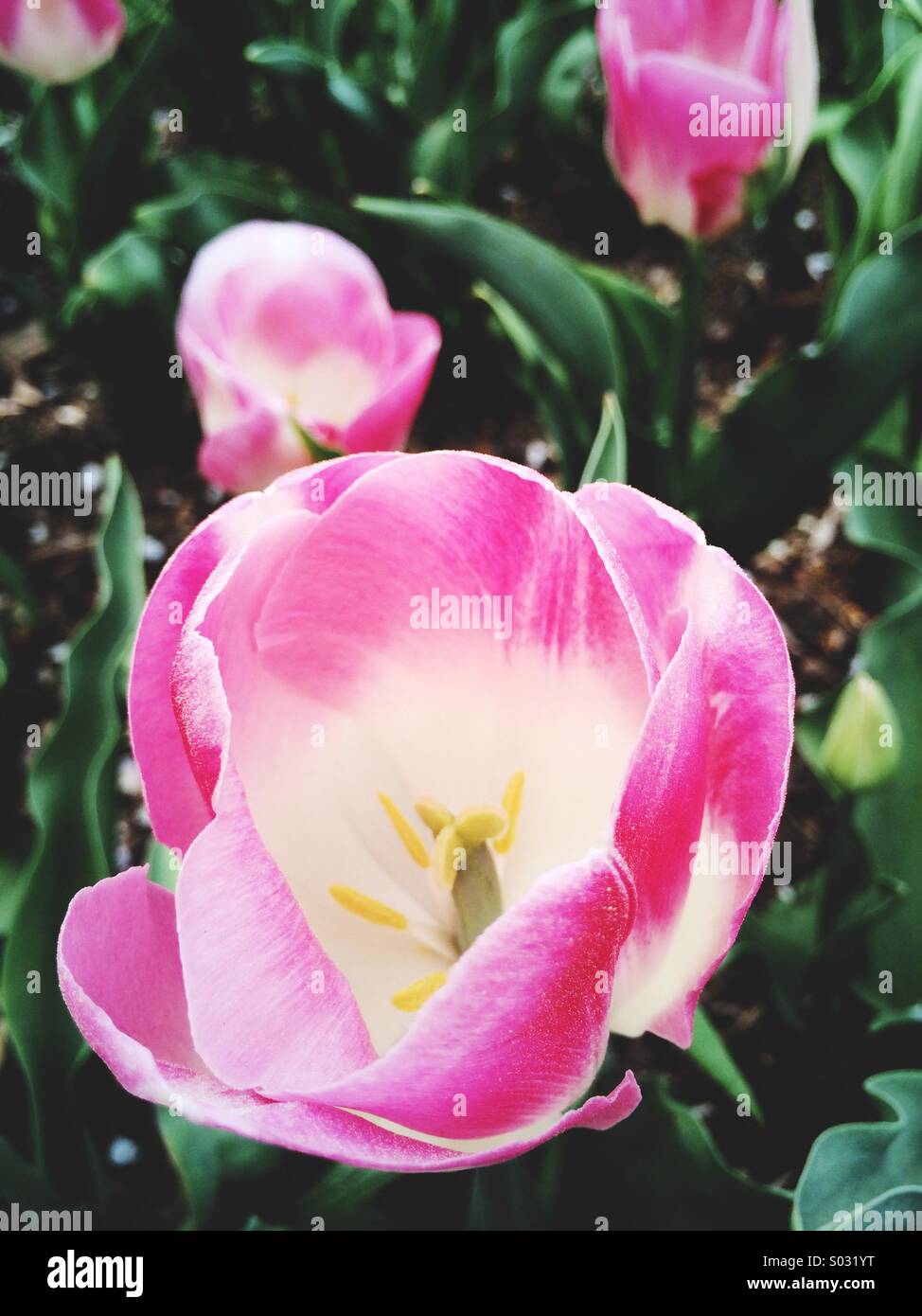 Tulipe rose qui fleurit en avril en Caroline du Nord. Banque D'Images