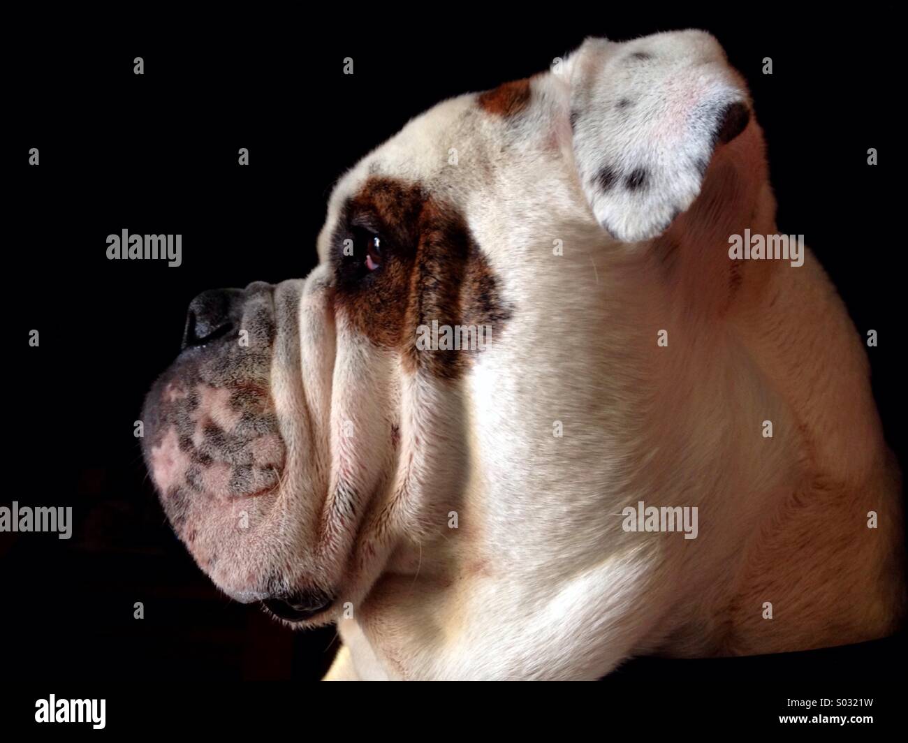 Profil Bulldog victorien Banque D'Images