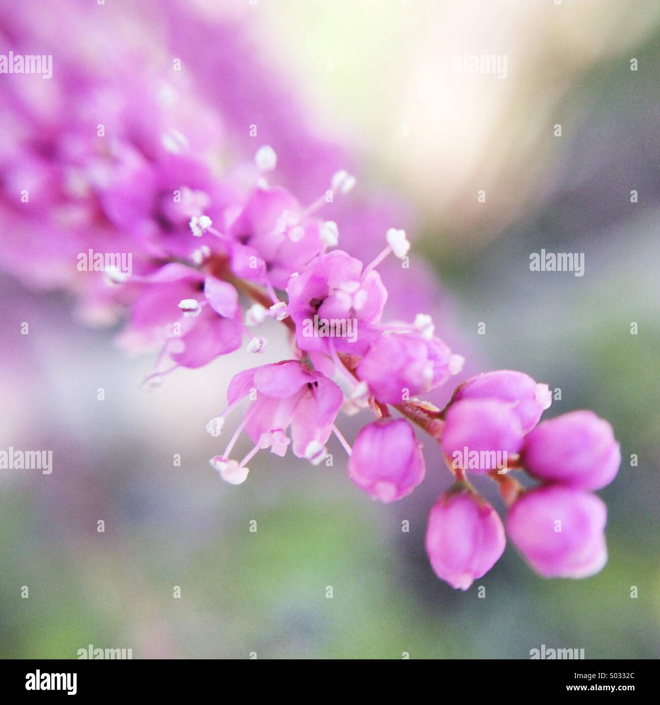 Macro d'une branche avec plusieurs petites fleurs roses. - Image de stock capturée avec un smartphone