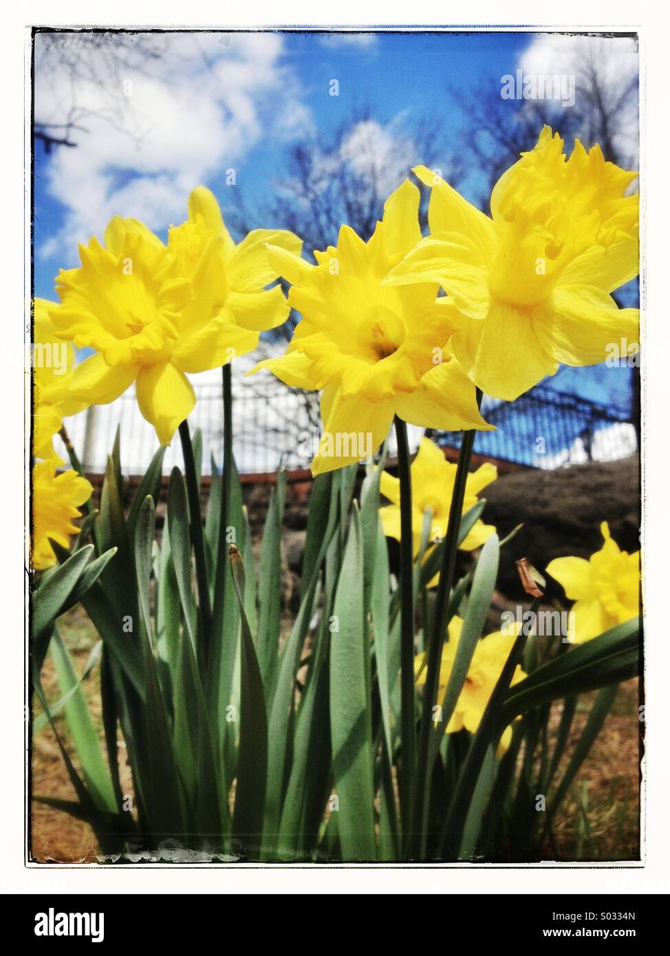 Rangée de yellow daffodils in Park Banque D'Images