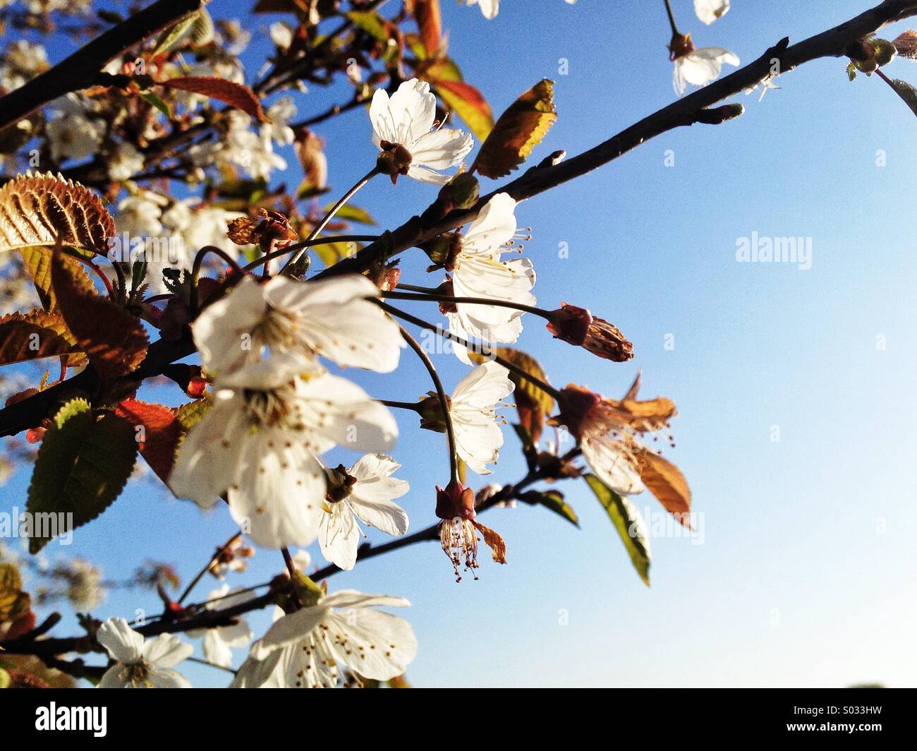 Cherry Blossom close up Banque D'Images
