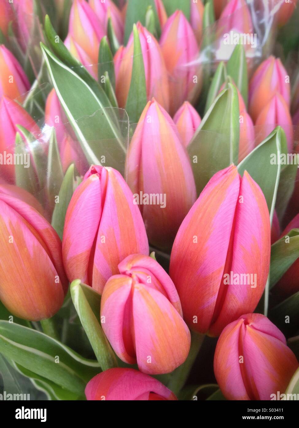 Bouquets de tulipes roses à vendre Banque D'Images